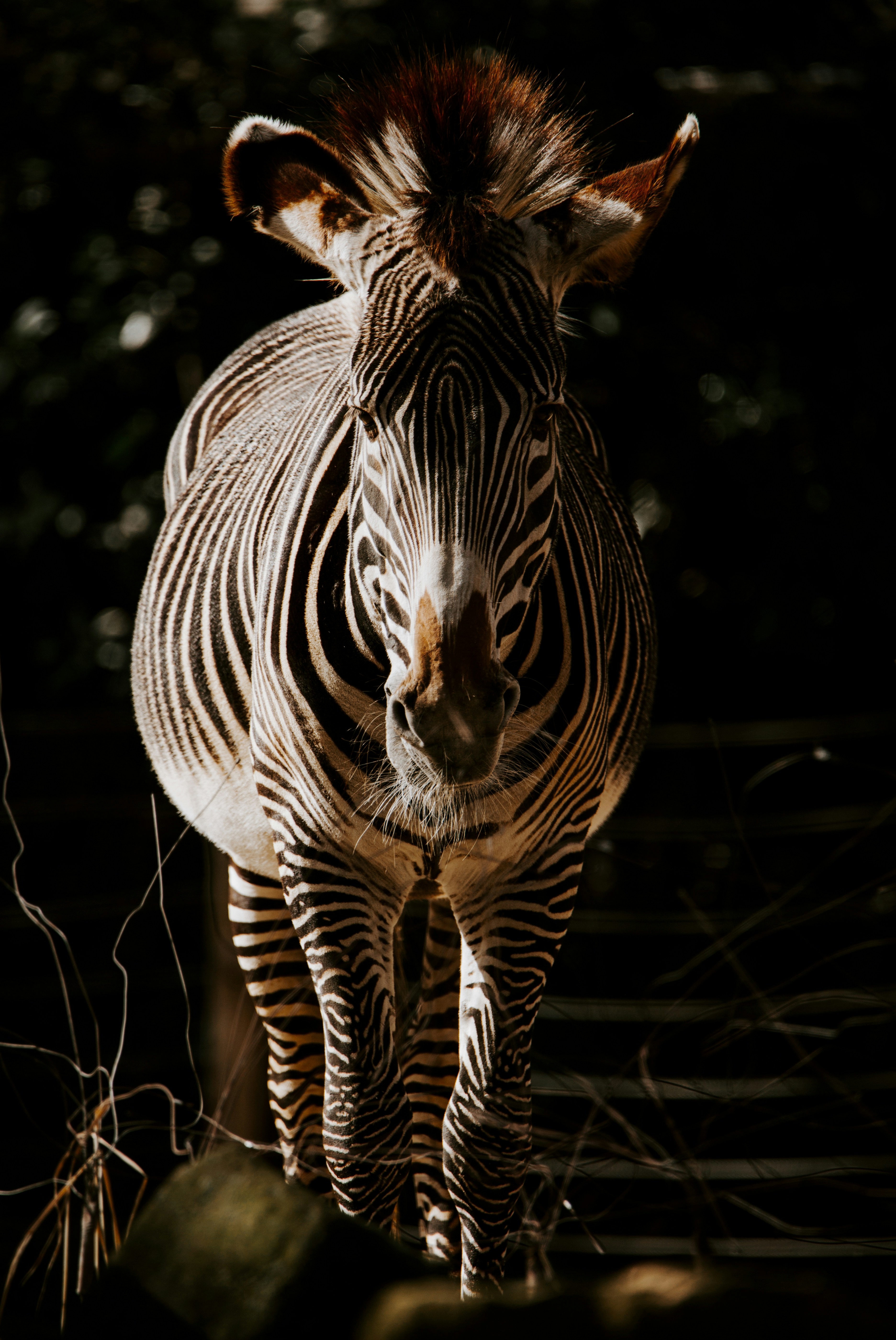 Zebra Facing Camera in Sunlight