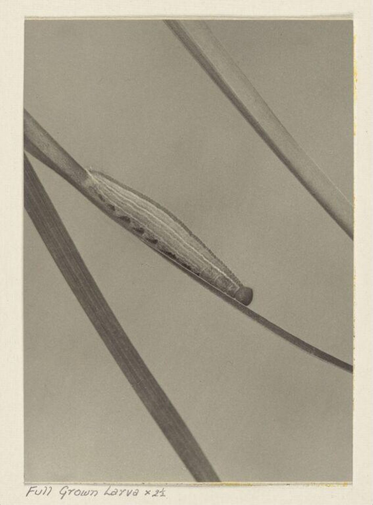 Full Grown Larva on Grass Blade