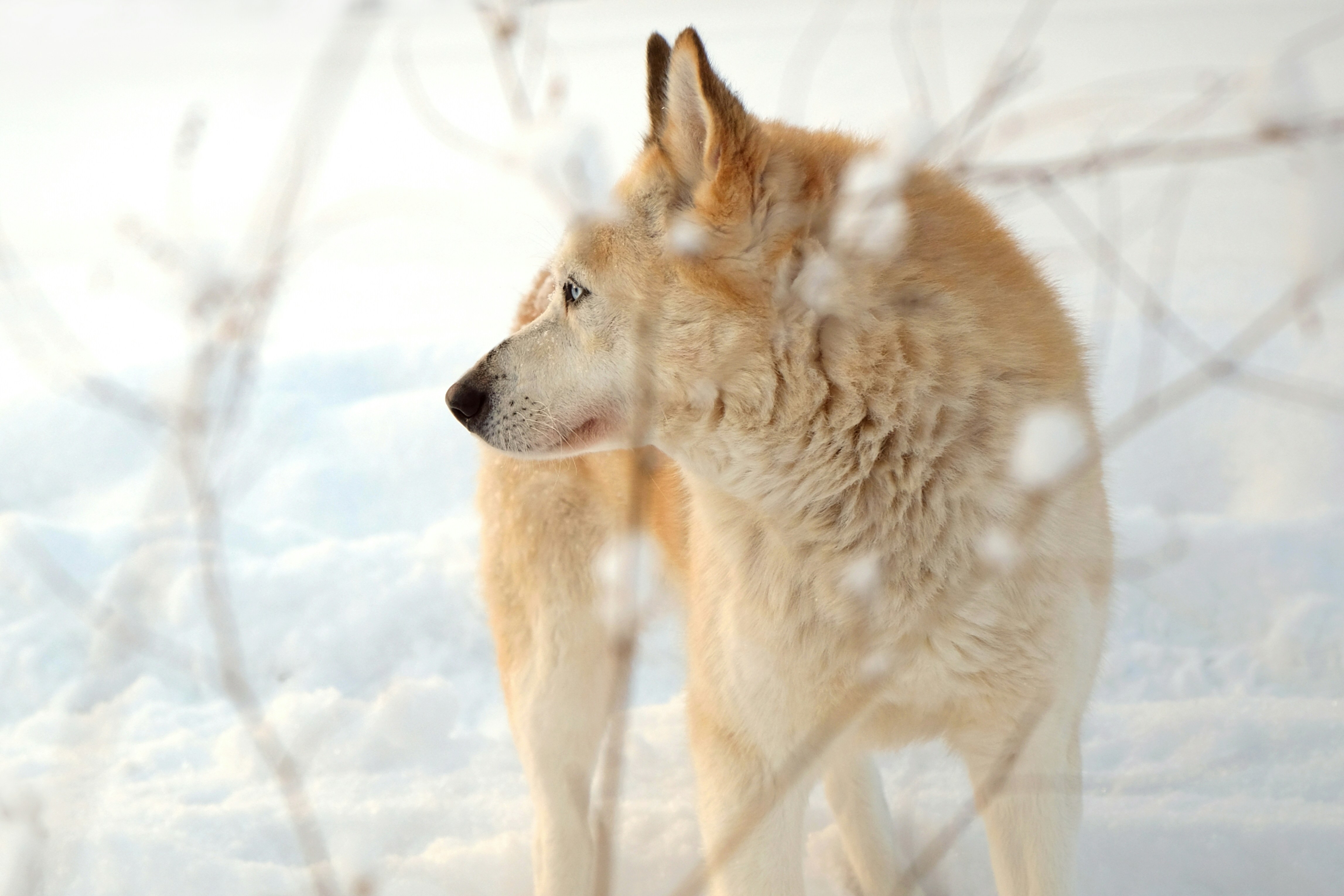 Wolf Dog Standing In Snow