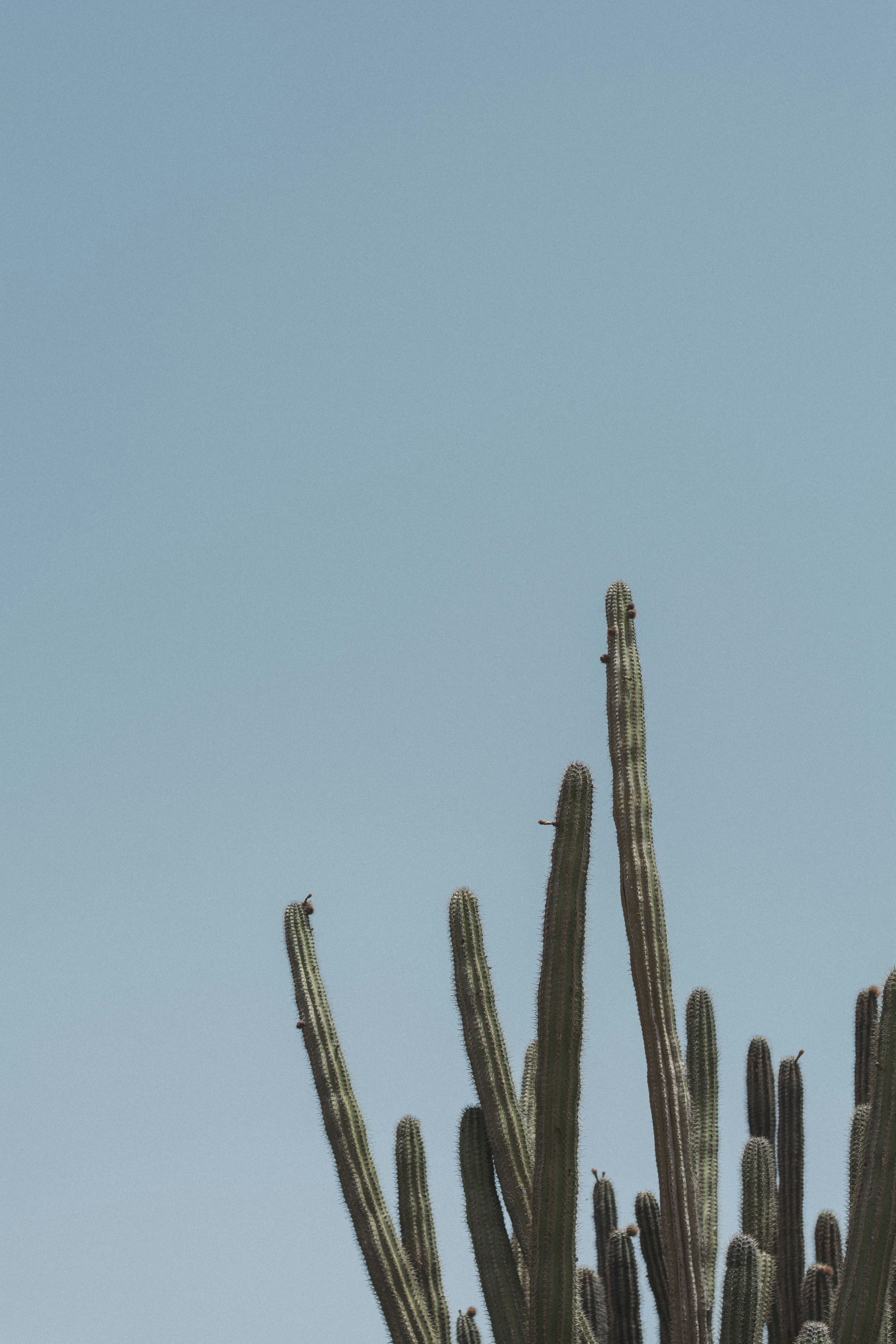 Cacti Under Clear Blue Sky