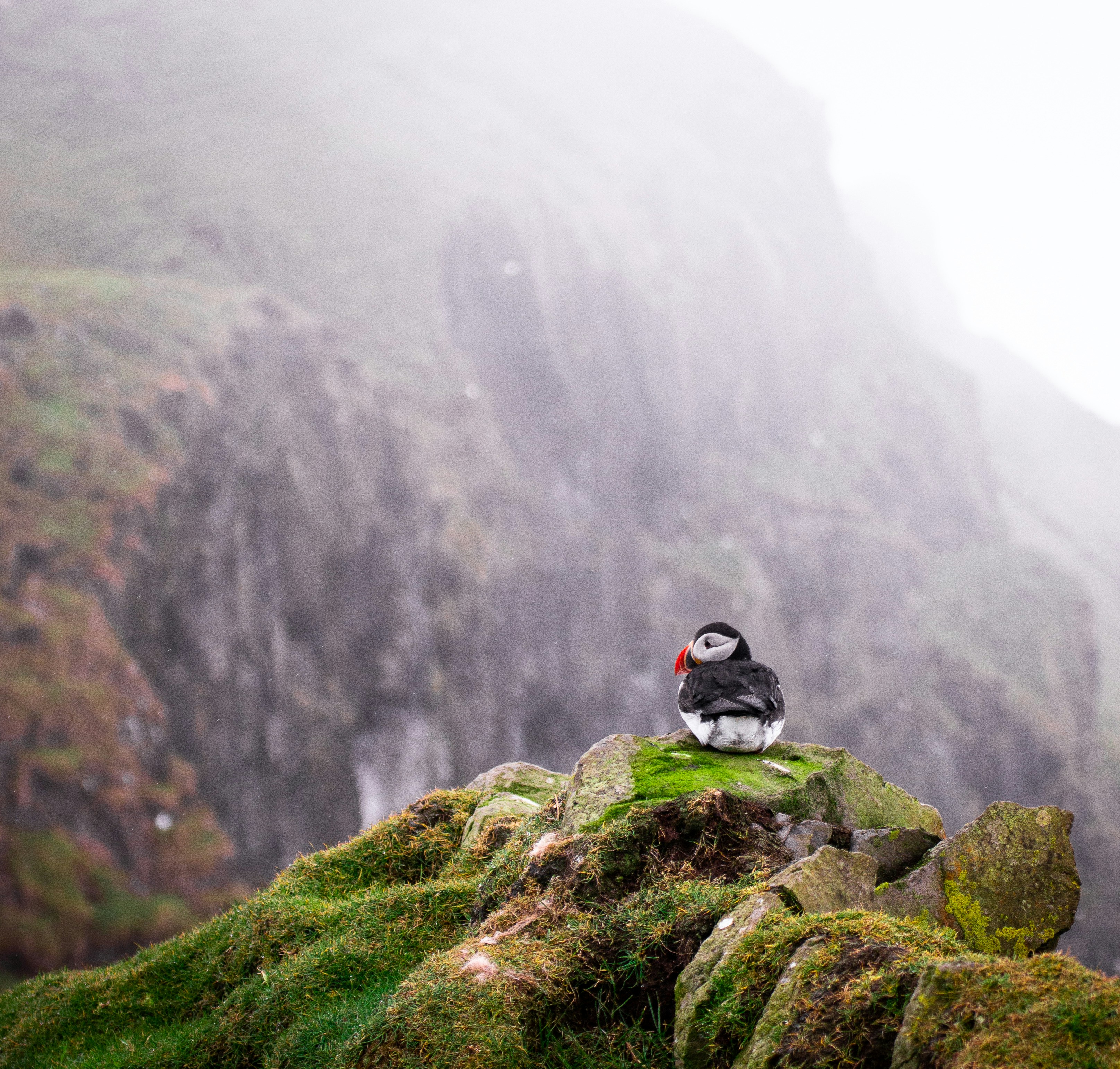 Puffin Resting on Misty Cliff