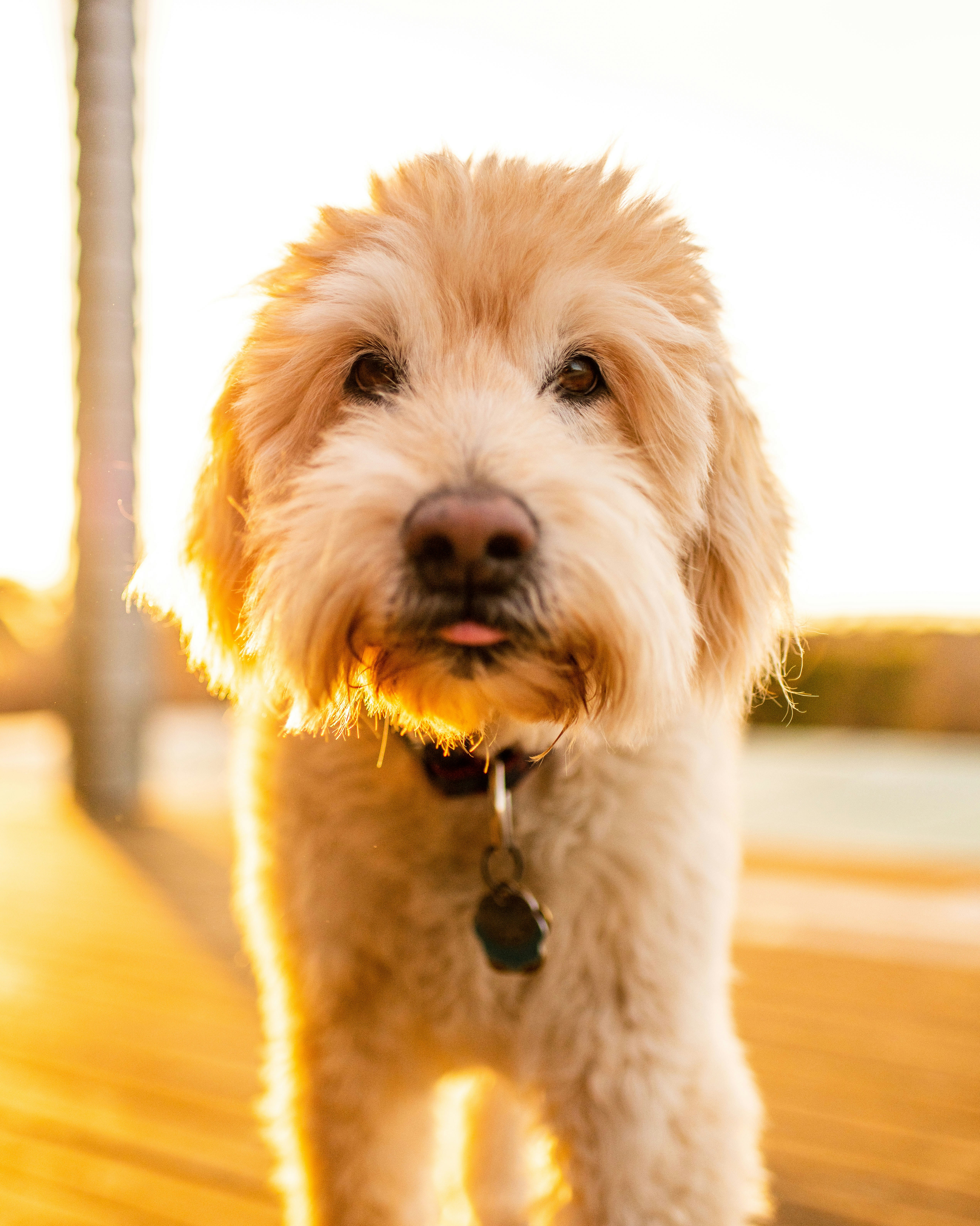 Fluffy Dog At Golden Sunset