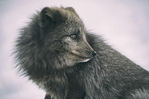 Grey Arctic Fox Profile
