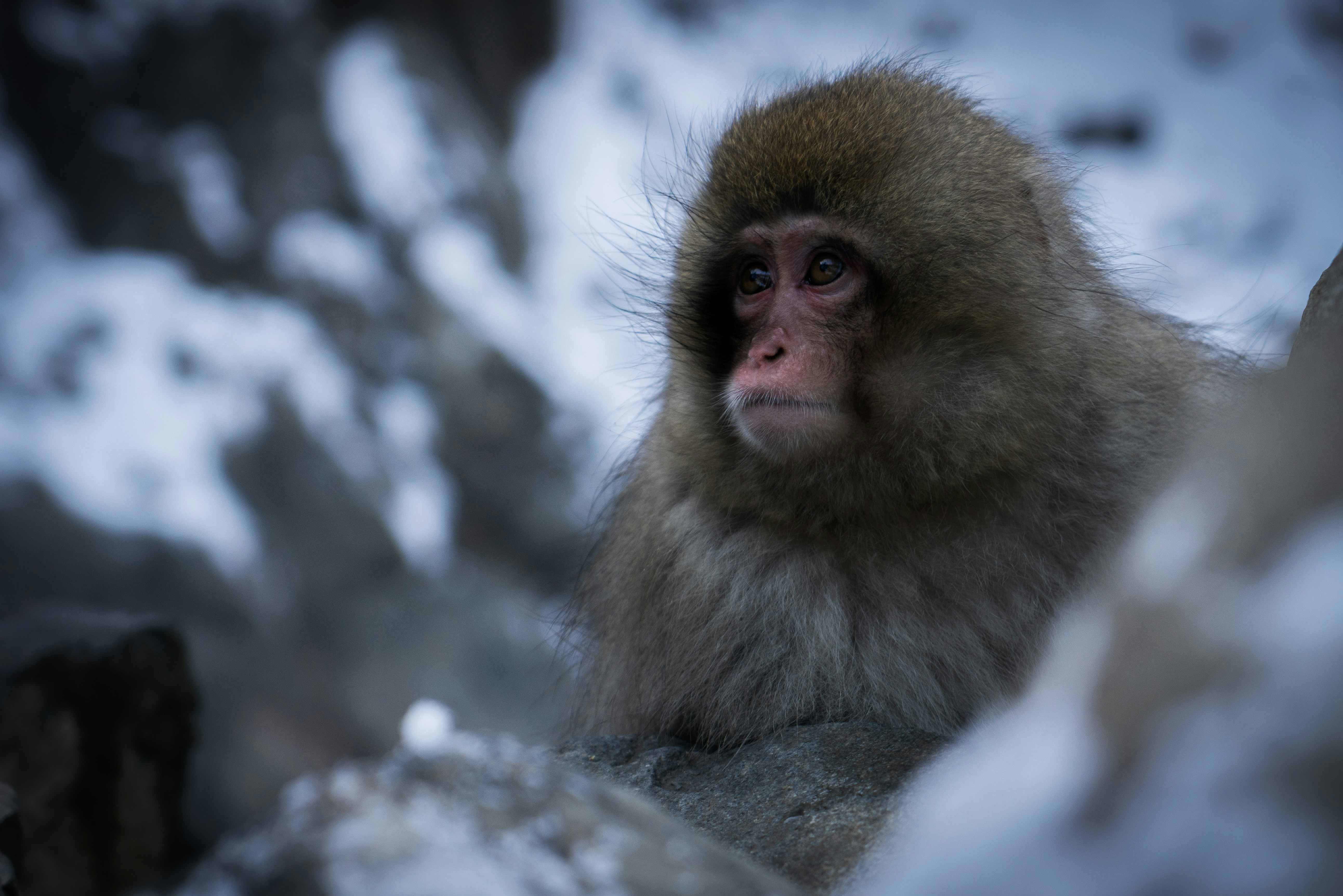 Snow Monkey Resting on Snowy Rock
