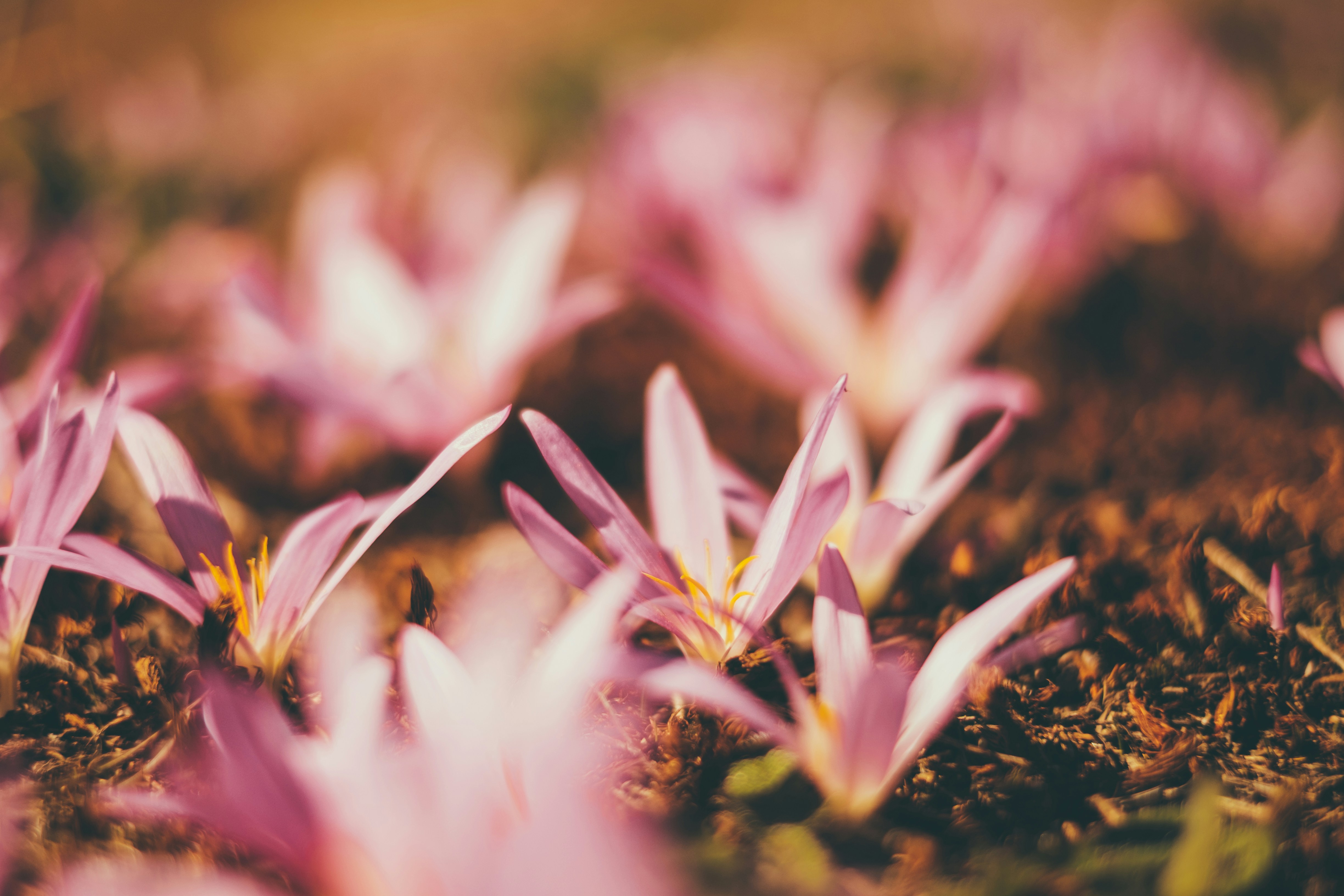 Pink Flowers Blooming on Ground