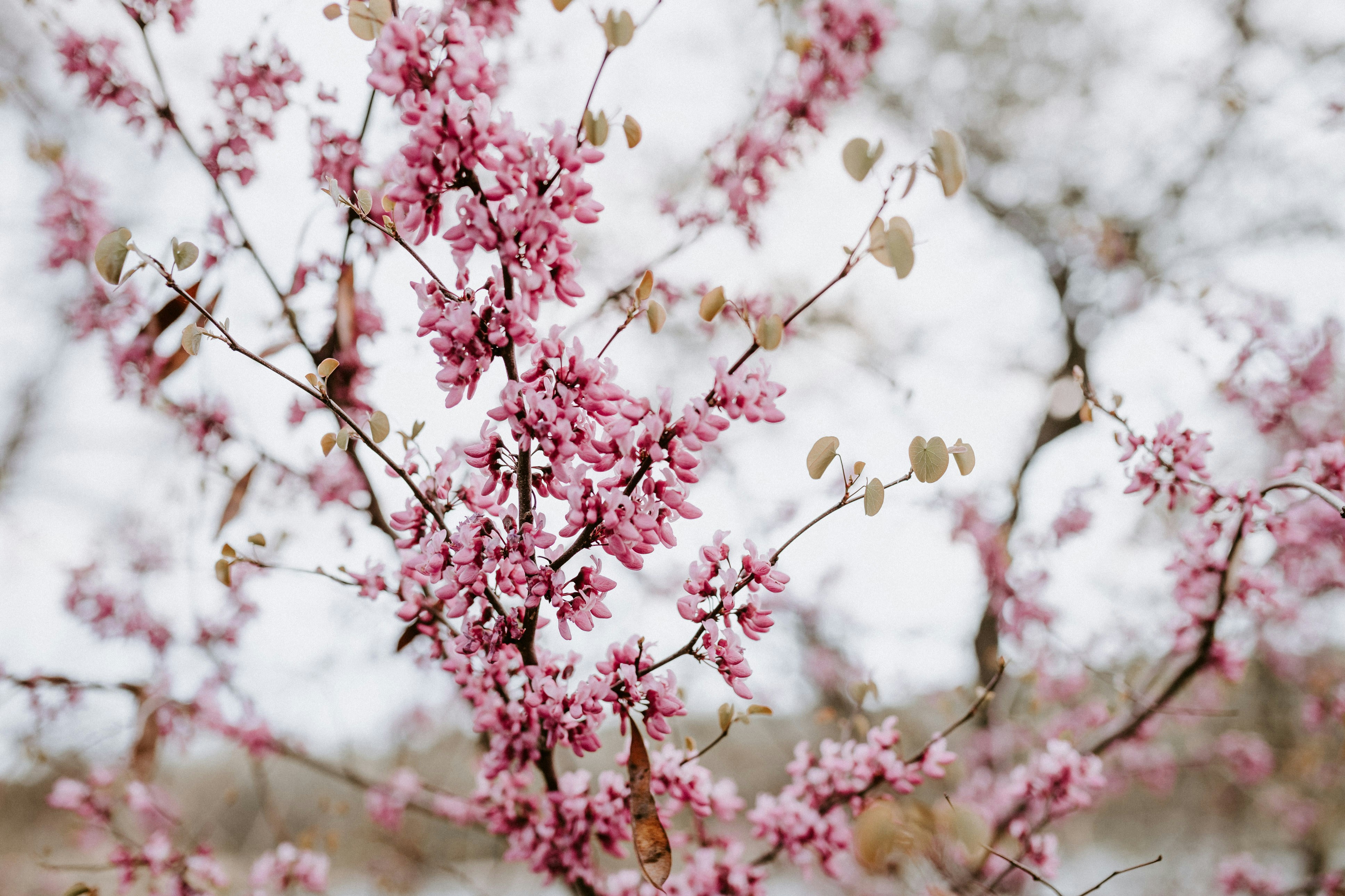 Pink Spring Blossoms on Branches