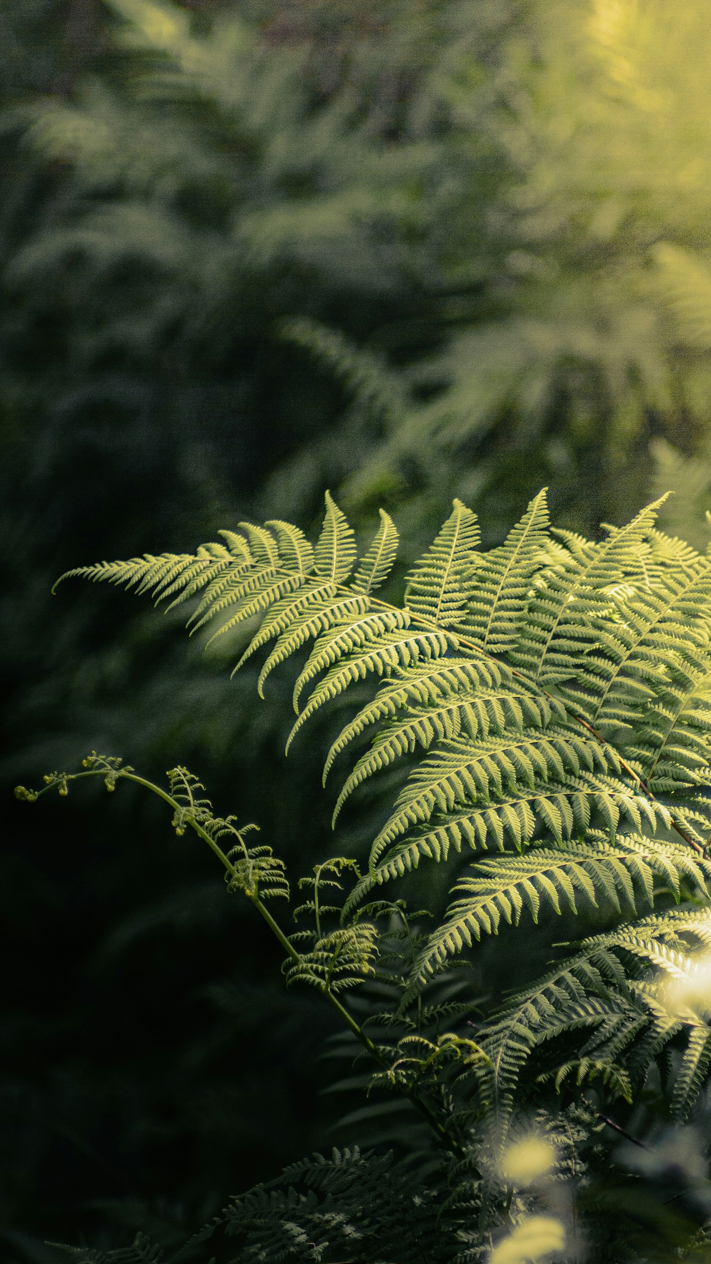 Sunlit Forest Fern Fronds