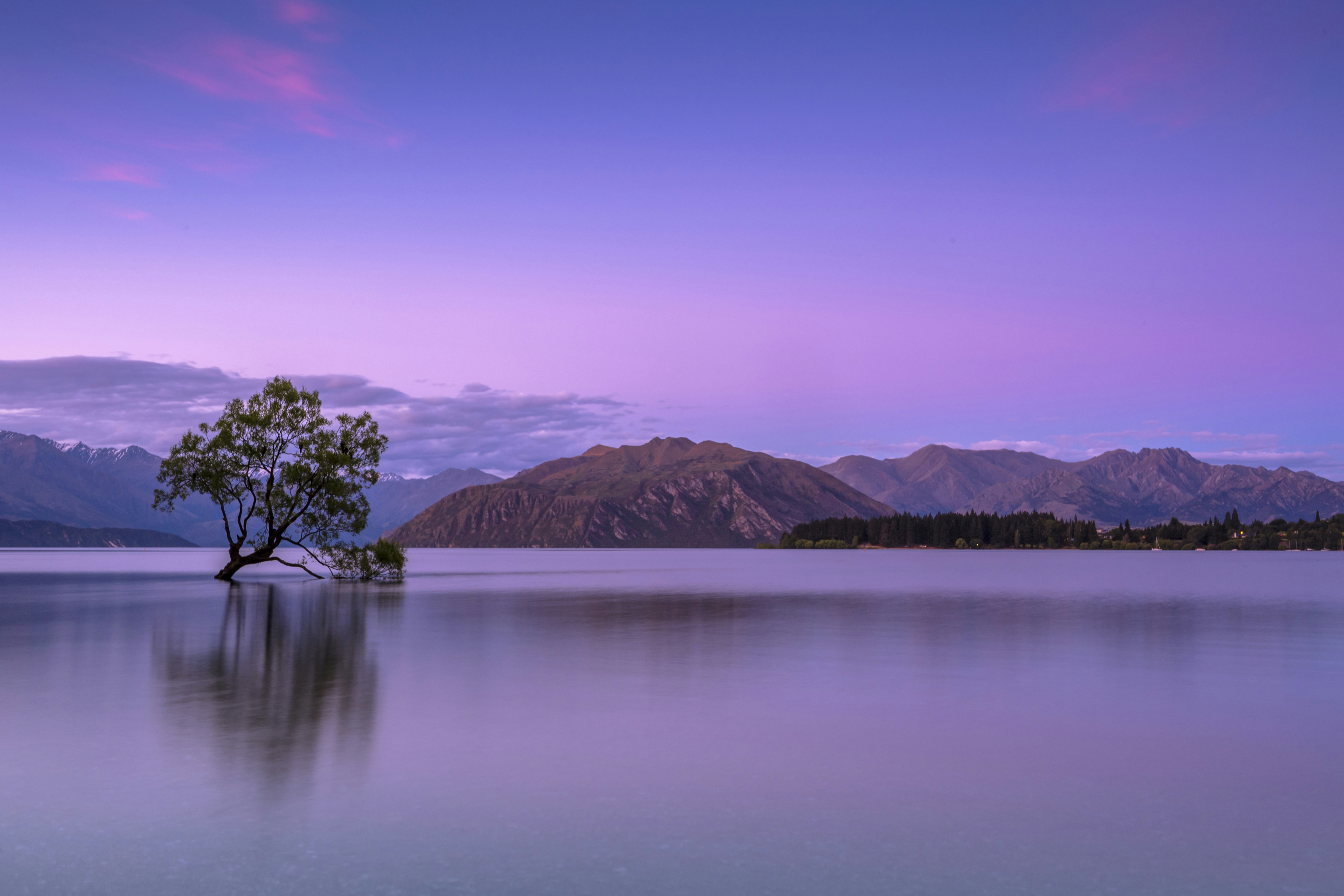 Lone Tree in Lake Wanaka at Dusk