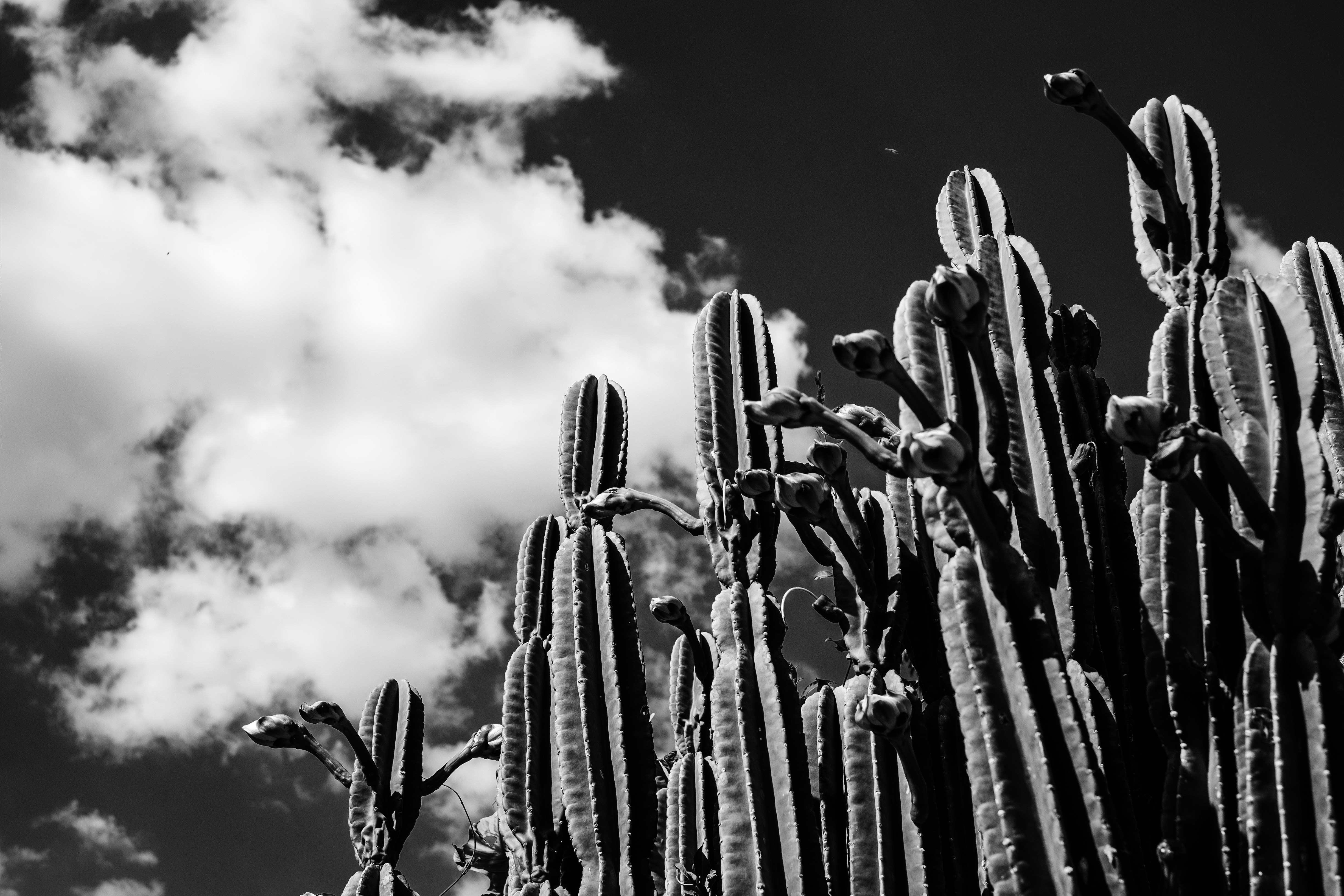 Monochrome Cacti Against Cloudy Sky