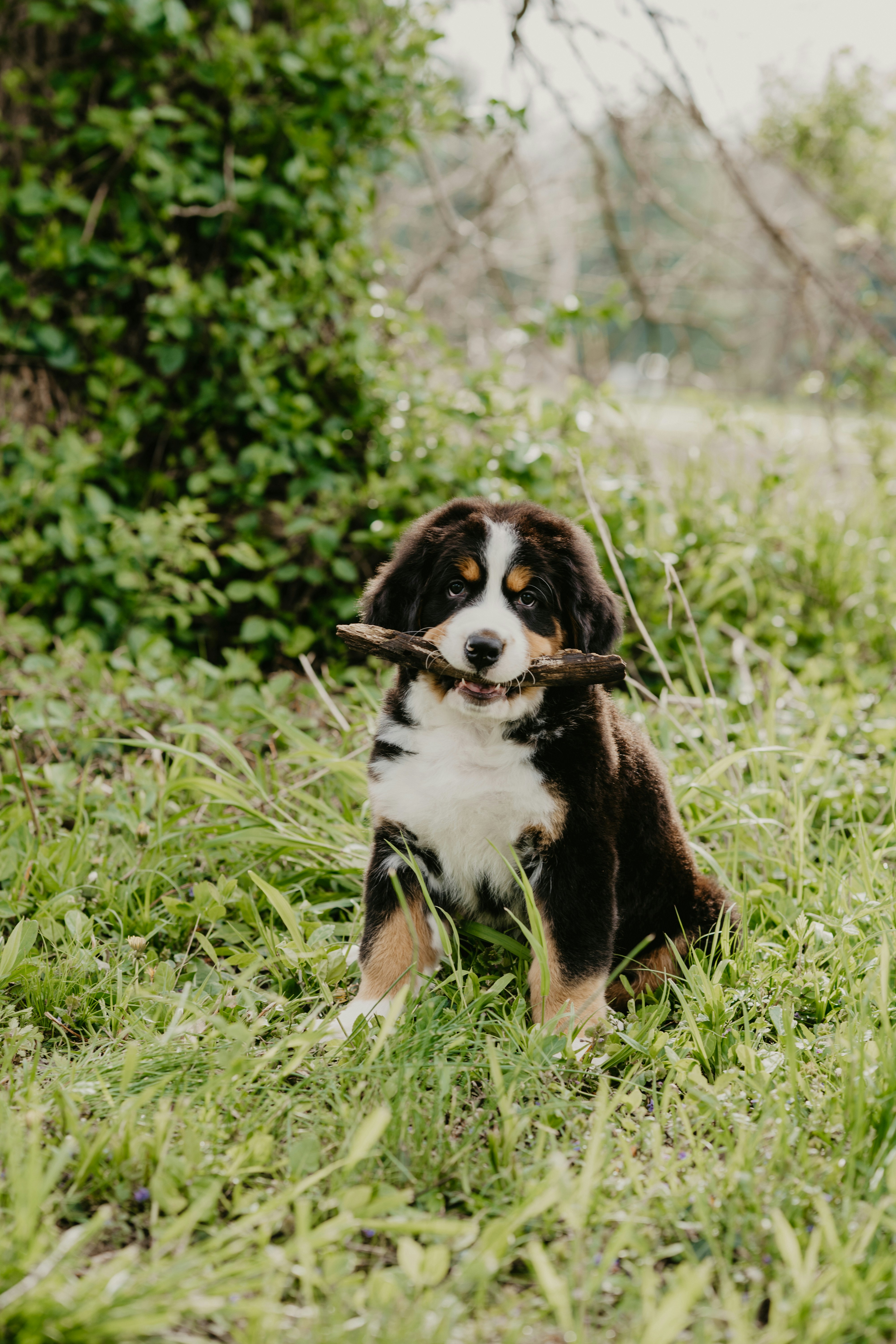 Bernese Mountain Puppy With Stick Outdoors