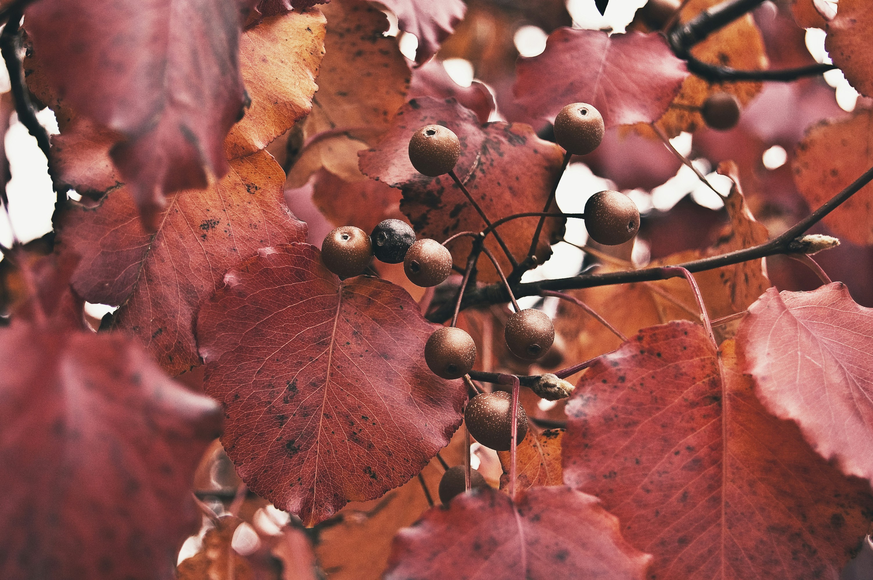 Autumn Red Leaves and Wild Fruits