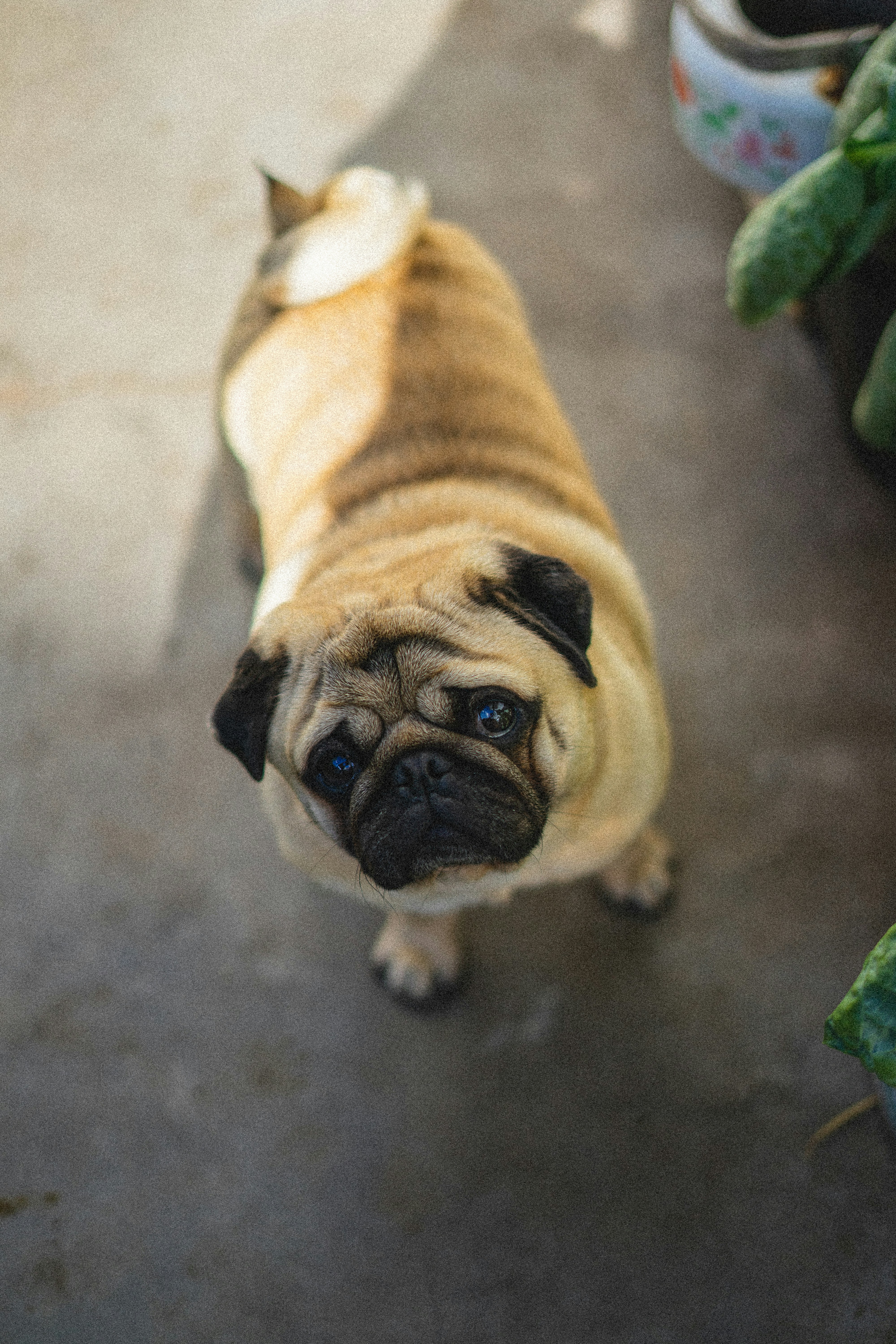 Pug Looking Up at Camera