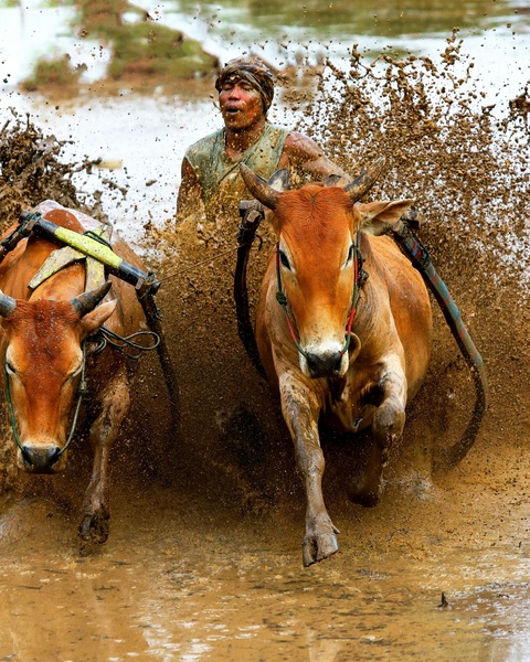 Traditional Mud Cow Race