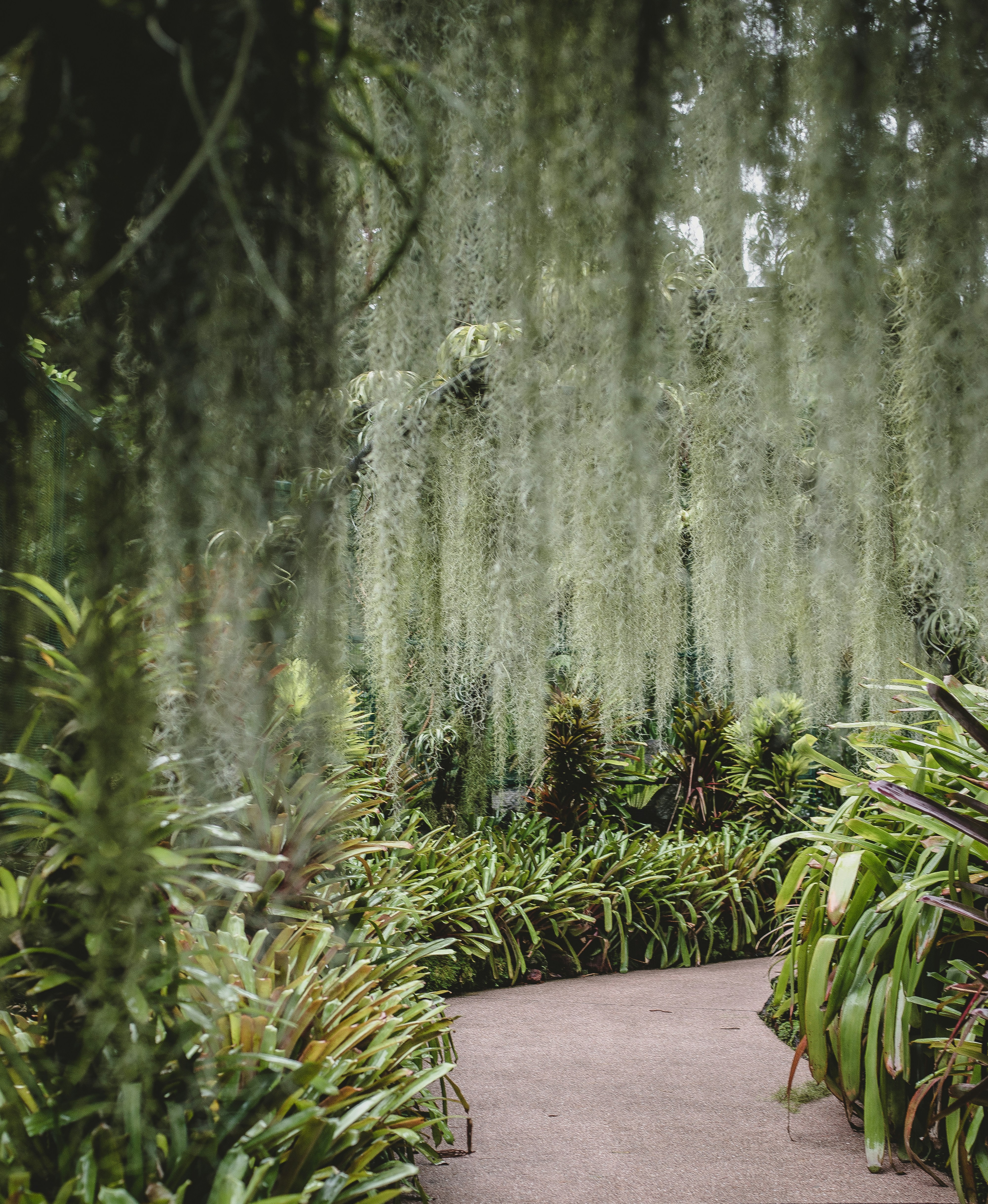 Tropical Garden Walking Path