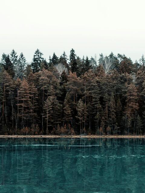 Calm Lake with Forest Reflection