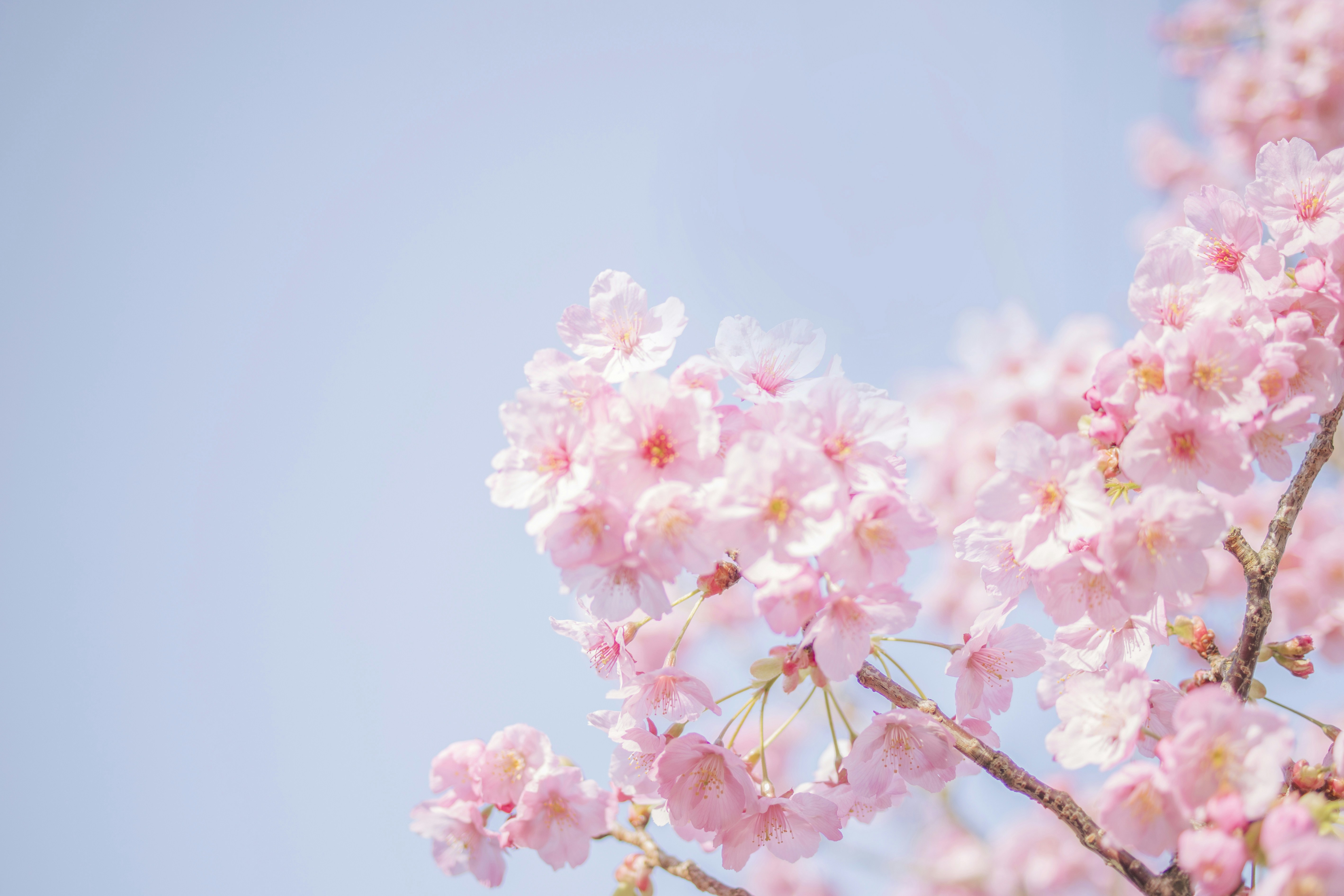 Pink Cherry Blossoms Under Blue Sky