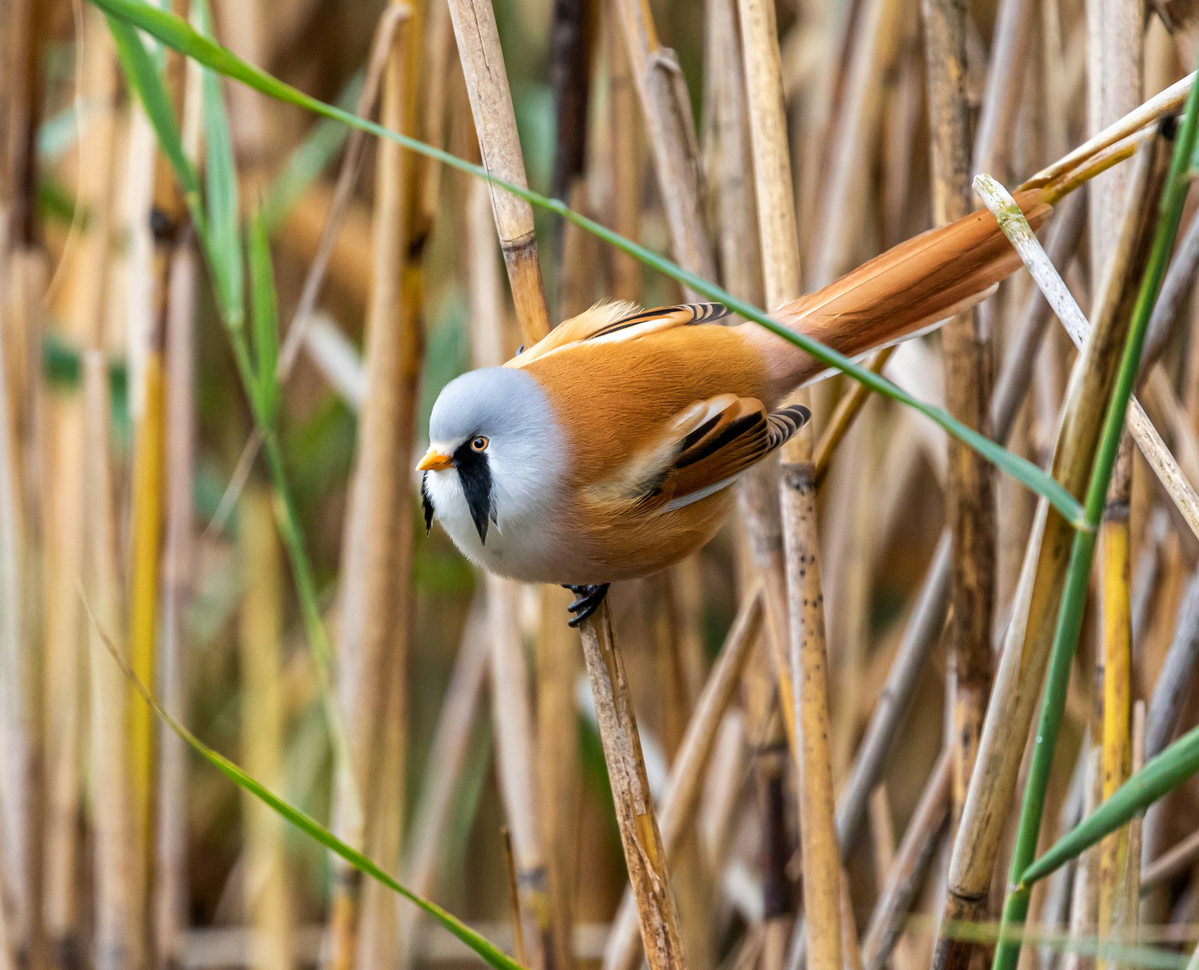 Bearded Reedling Perched on Reed