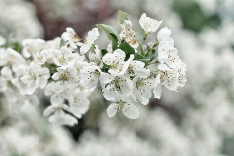 White Spring Tree Blossoms