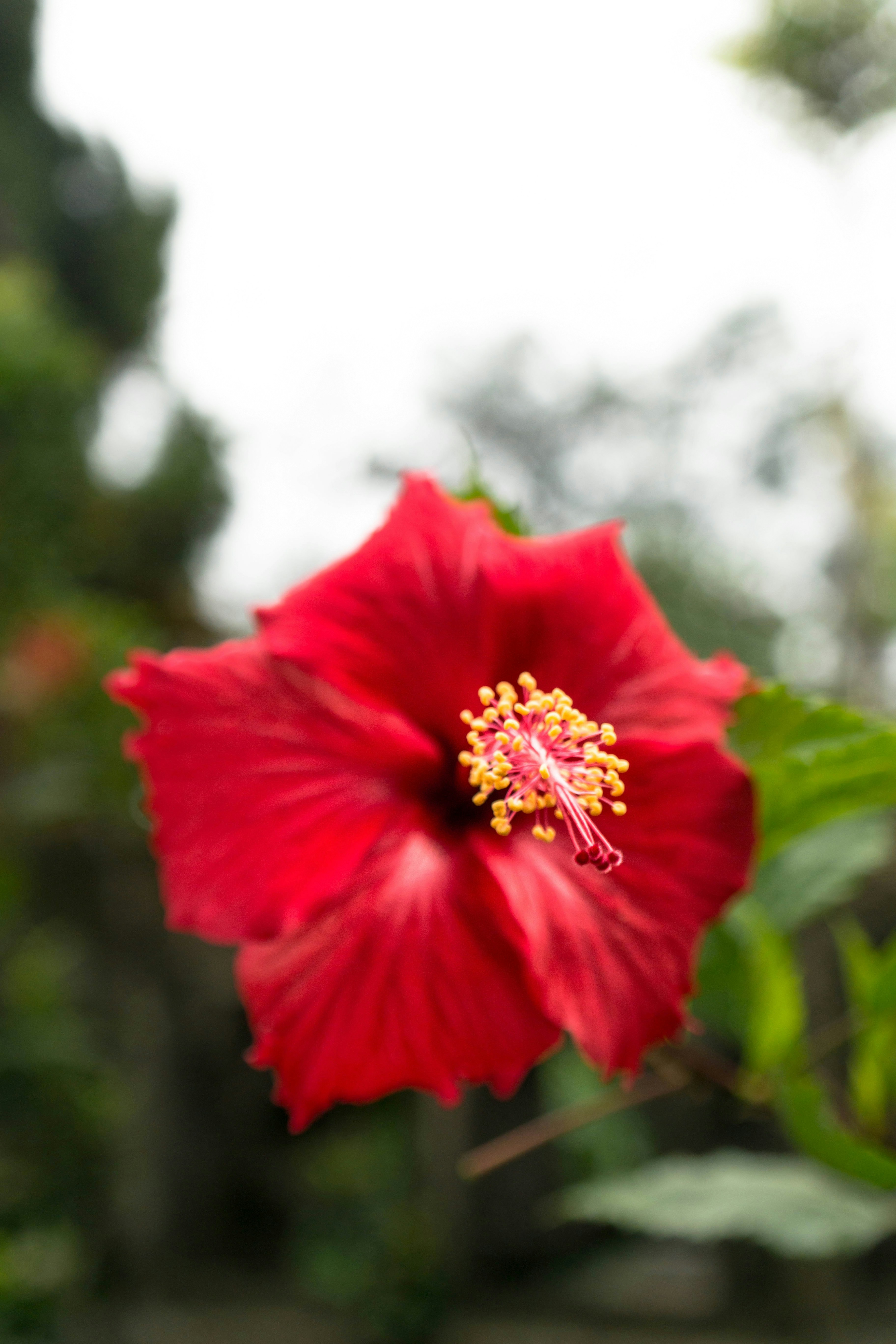 Red Hibiscus Flower Close-up