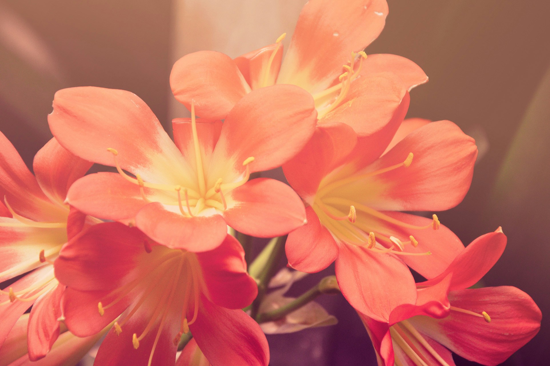 Blooming Orange Clivia Flowers