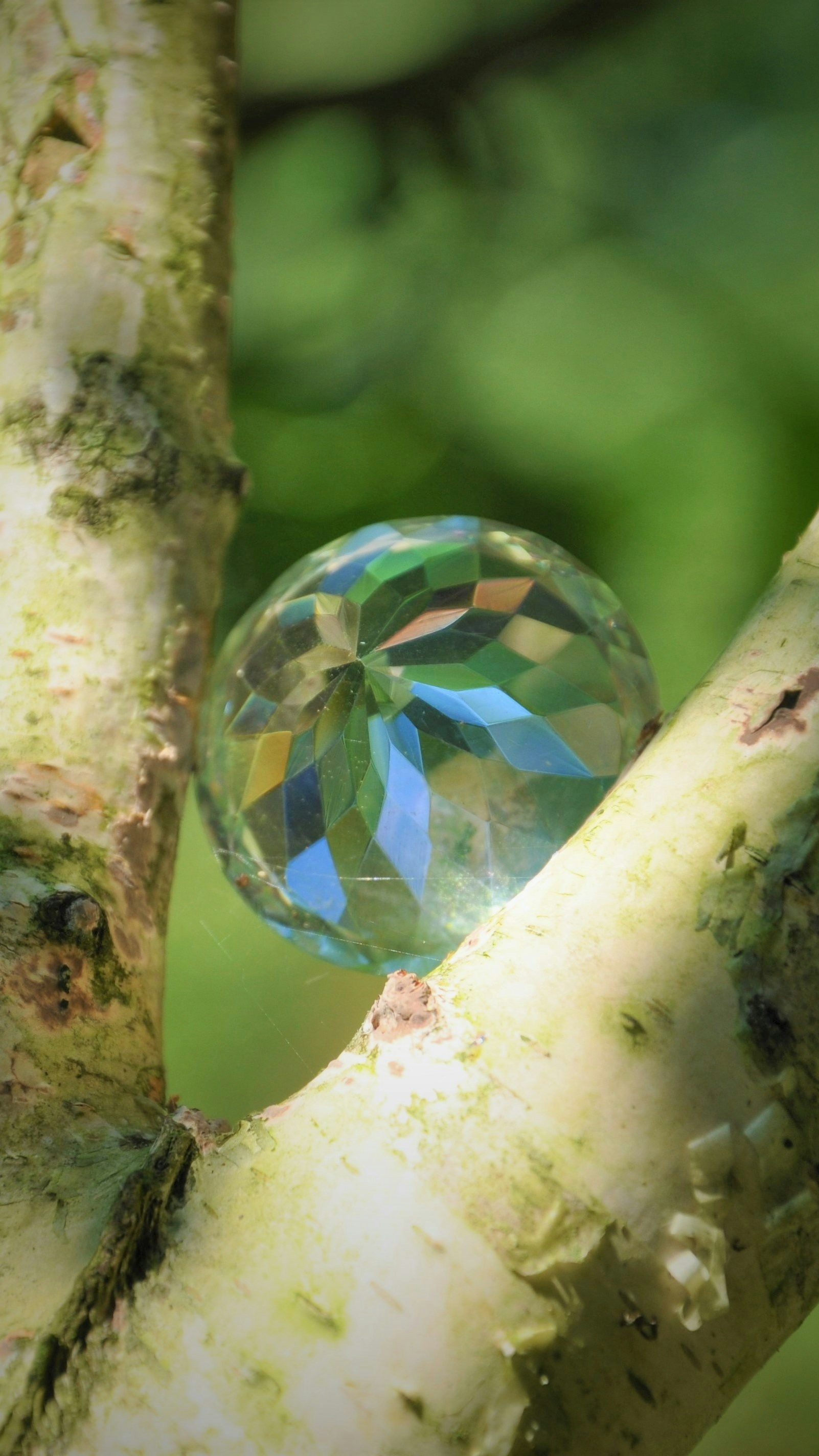 Faceted Crystal Ball Between Birch Branches