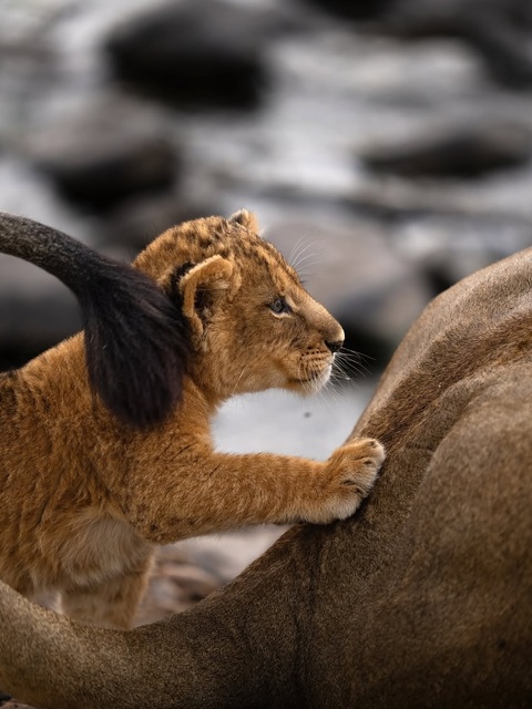 Lion Cub Interacting With Adult Lion