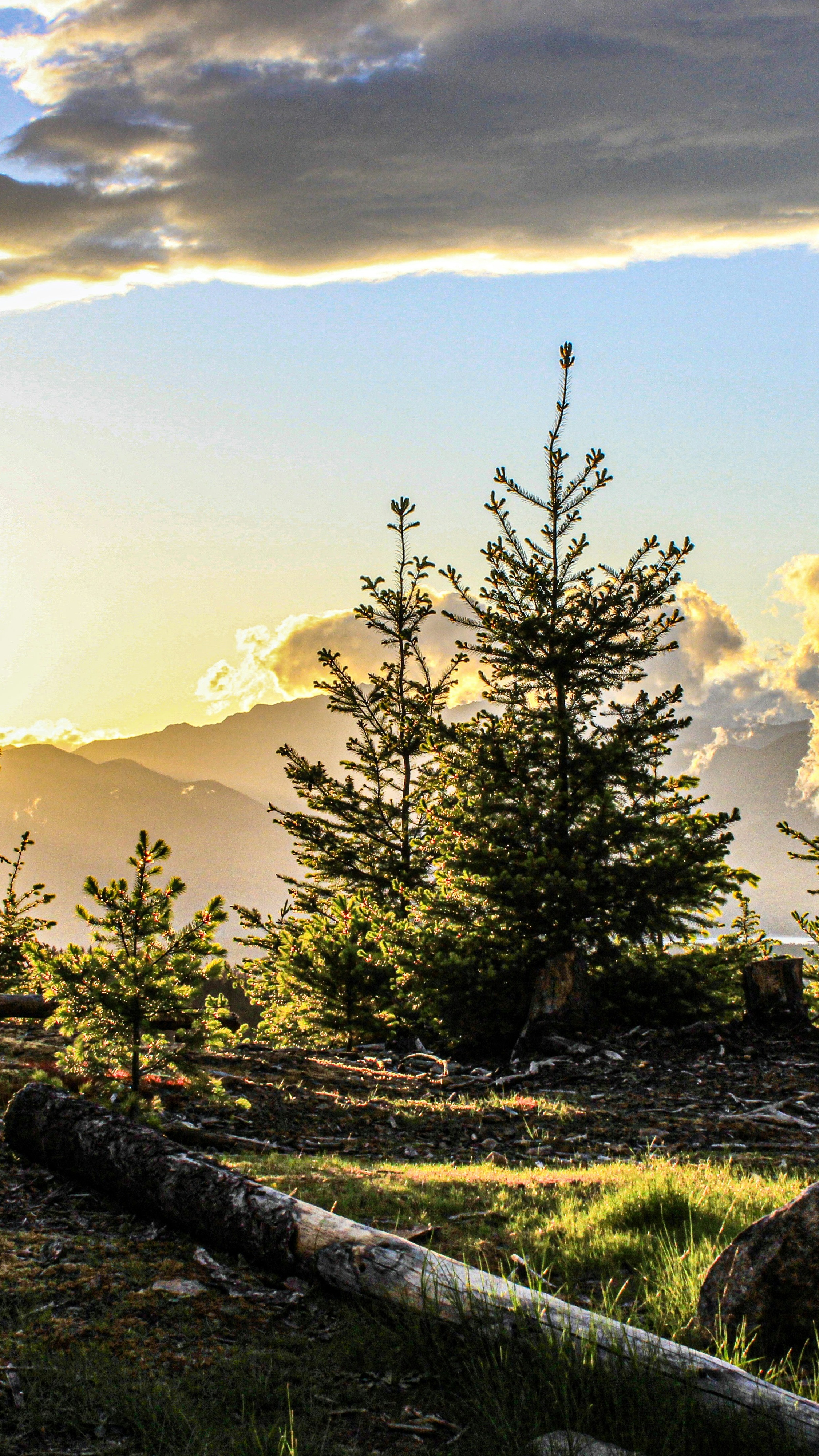 Young Pines on Mountain at Sunset