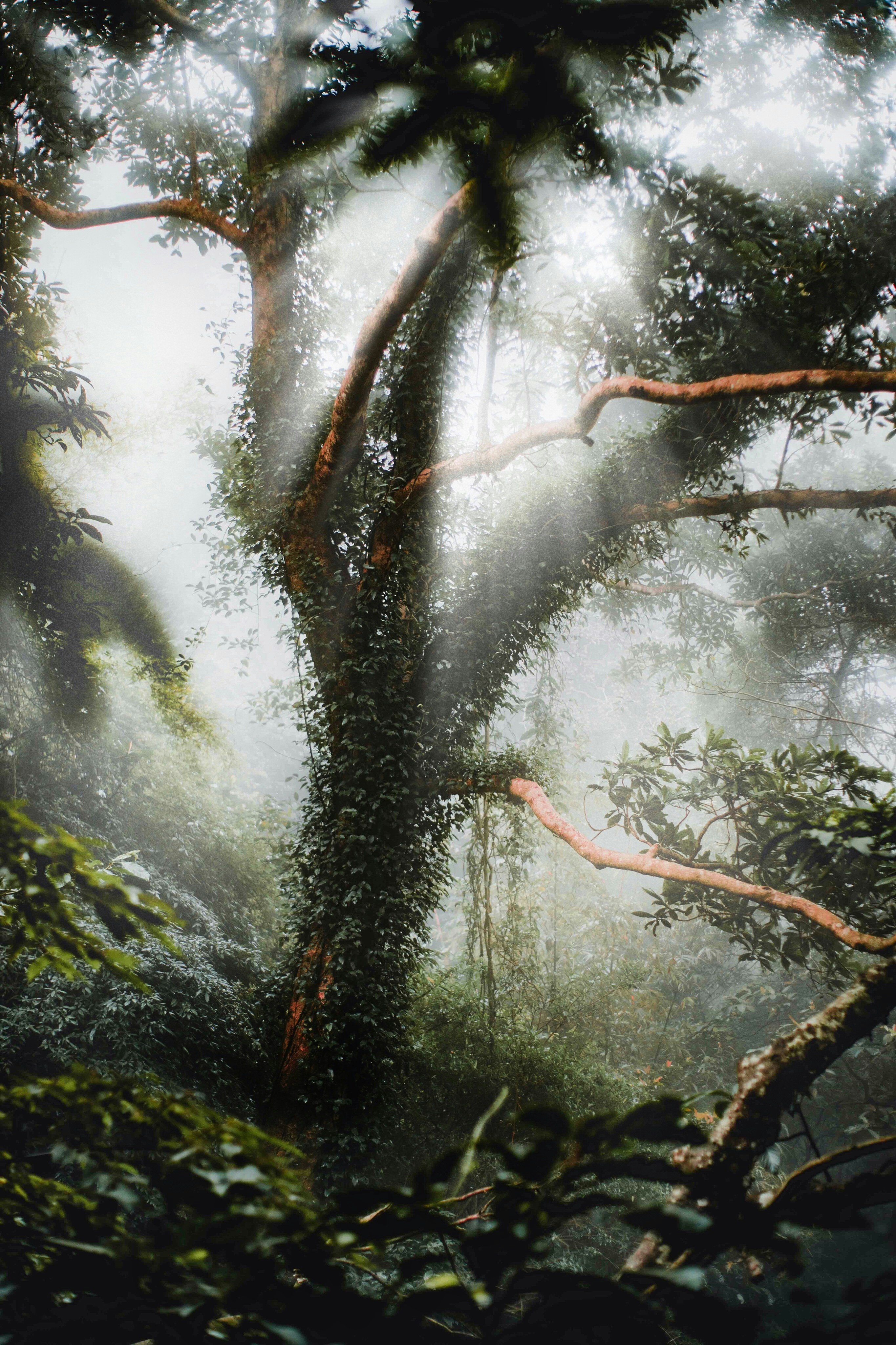 Misty Forest with Sunbeams