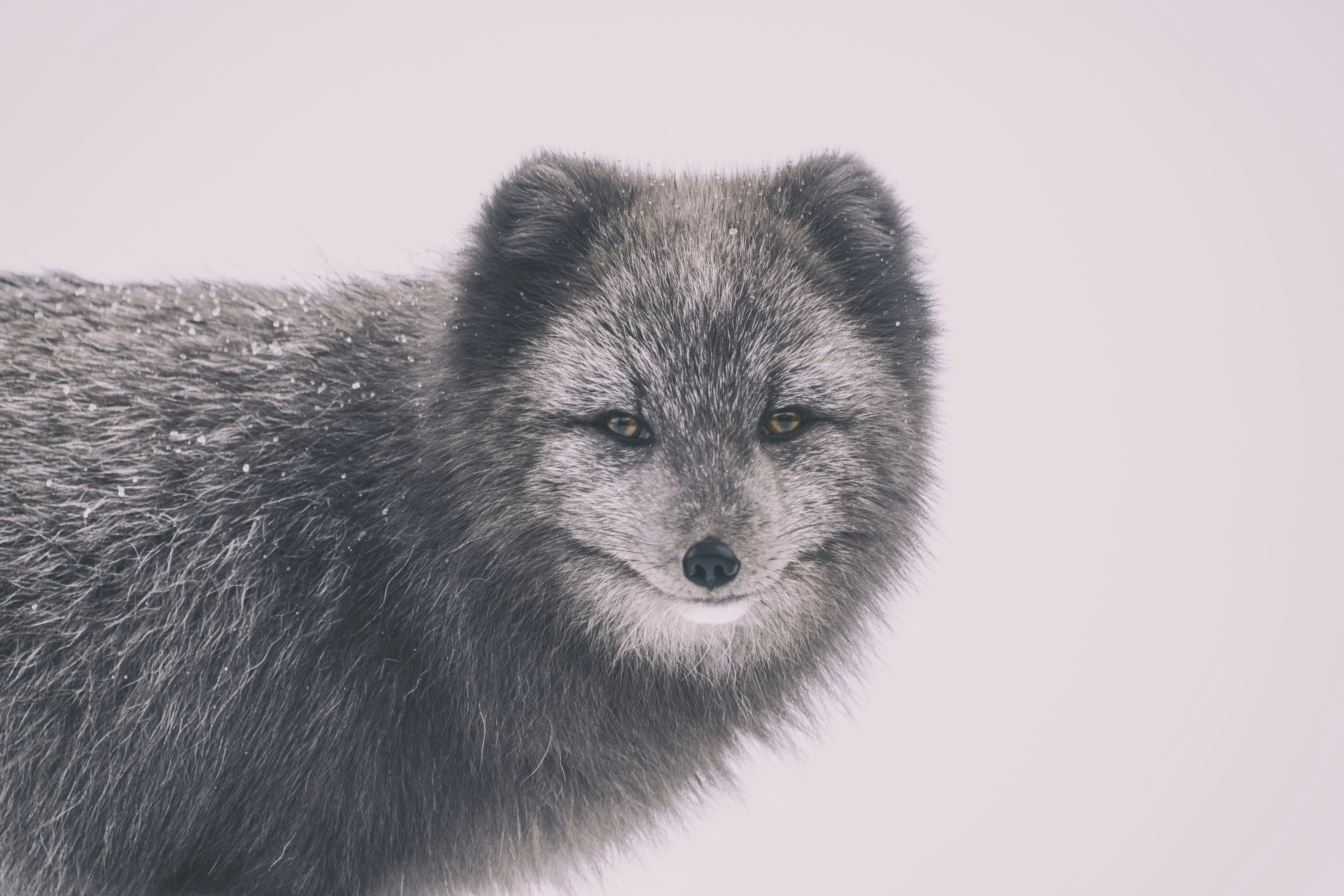 Portrait of a Grey Arctic Fox