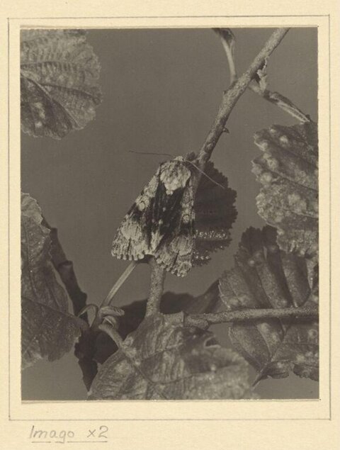 Magnified Moth Imago Resting on Branch