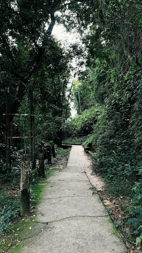 Concrete Path Through Dense Forest
