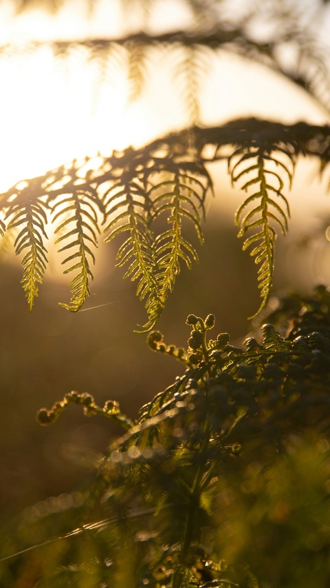Backlit Fern Fronds at Golden Hour