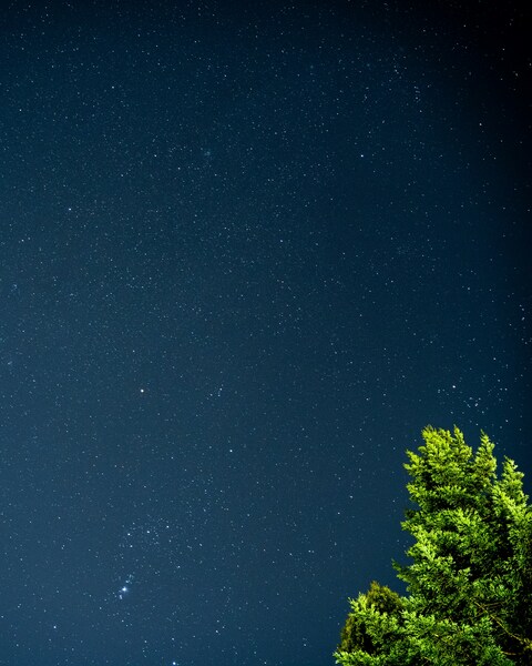 Starry Night Sky with Green Tree Top