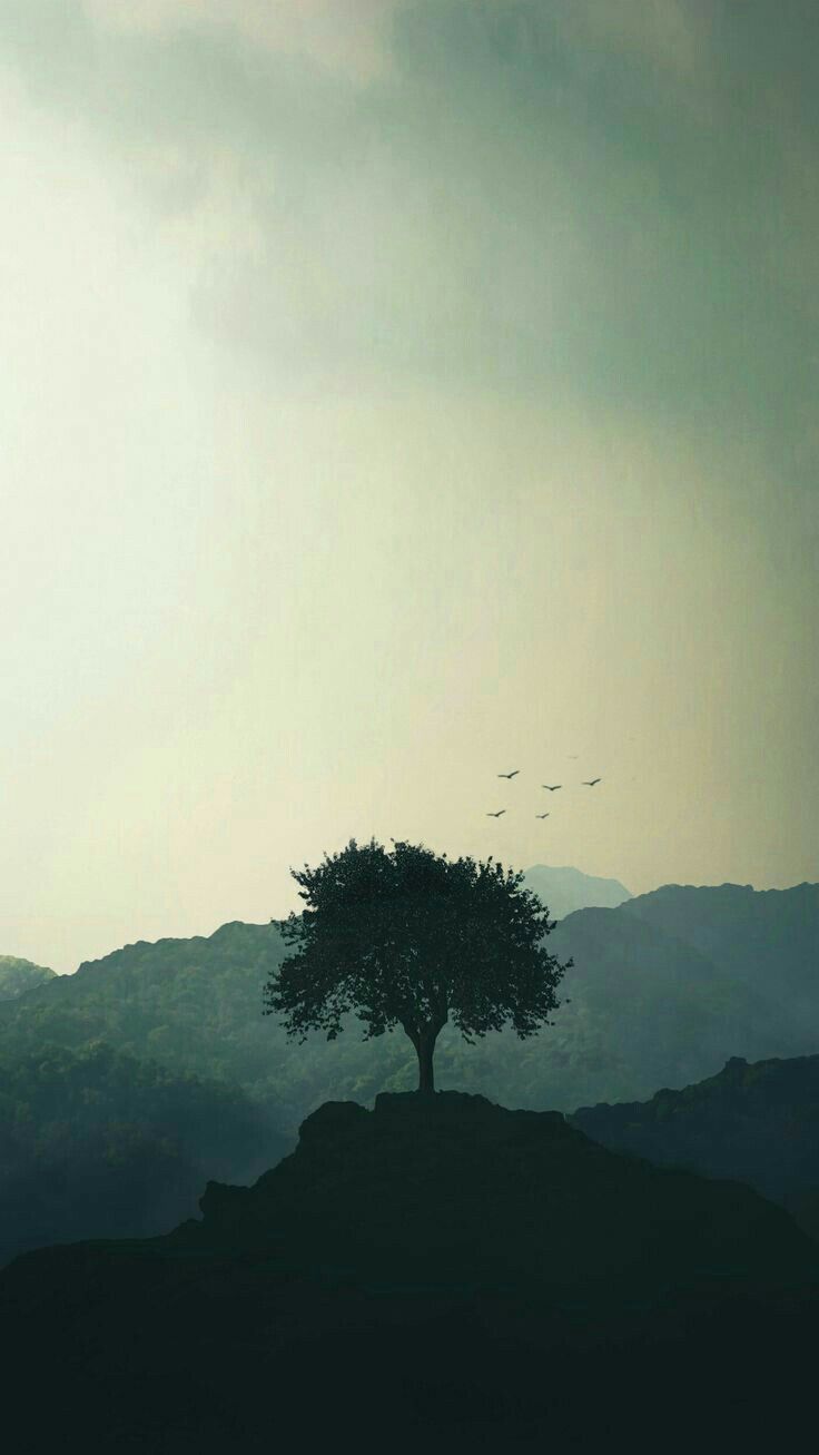 Wallpapers