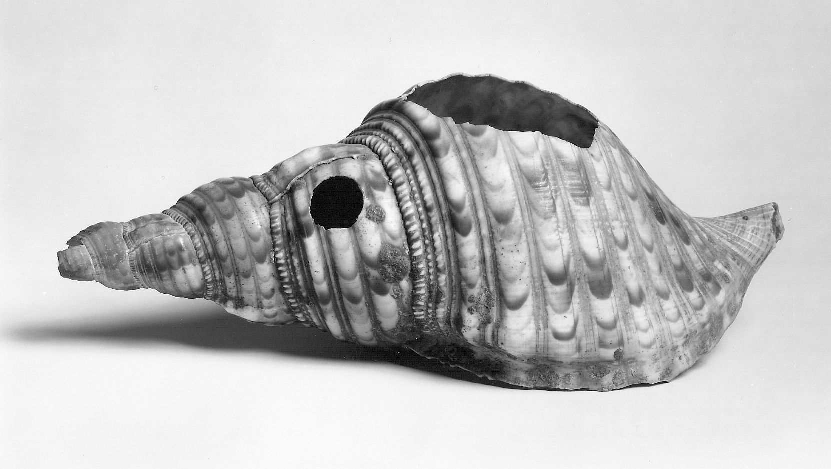 Perforated Broken Seashell Specimen