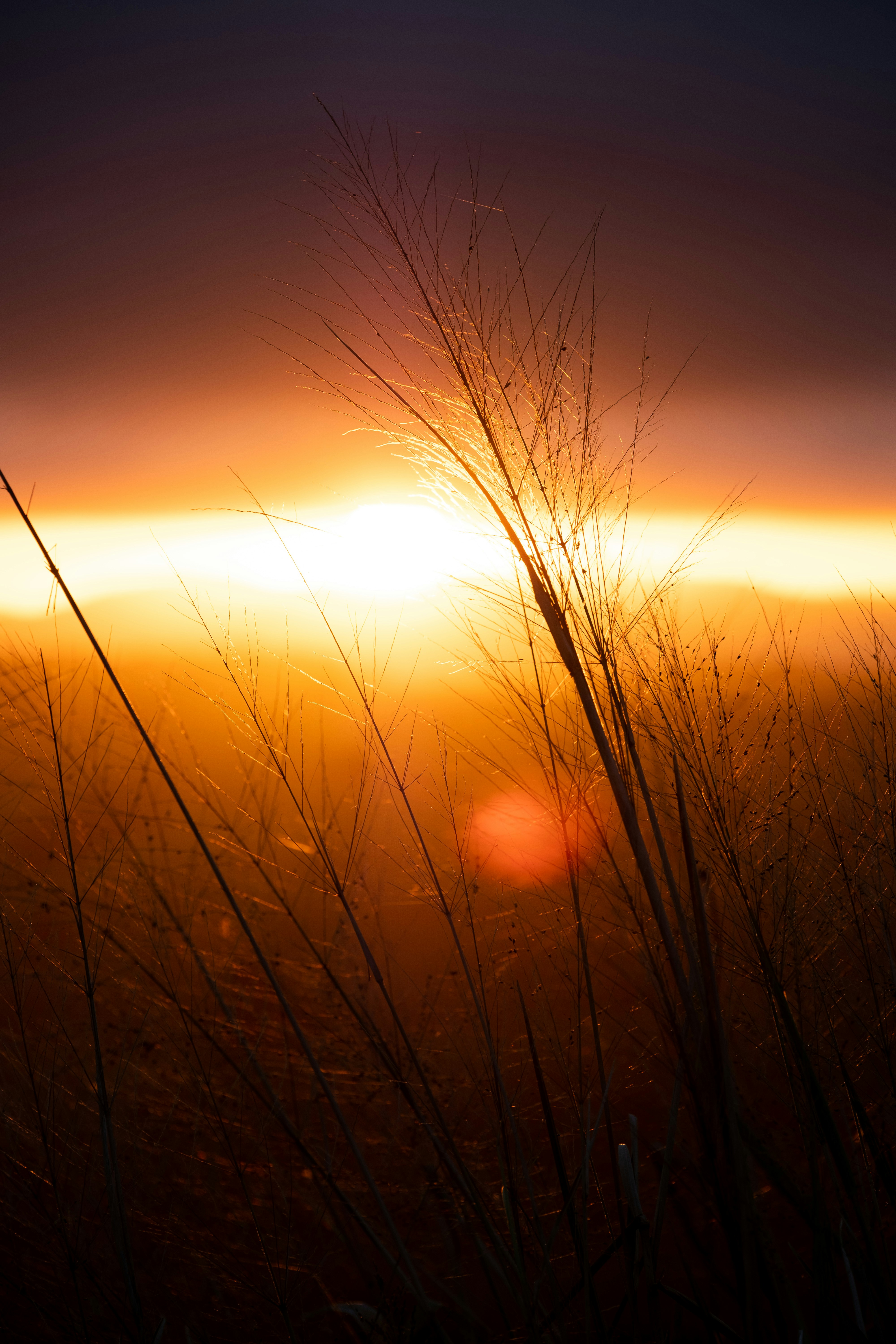 Dry Grasses at Sunset