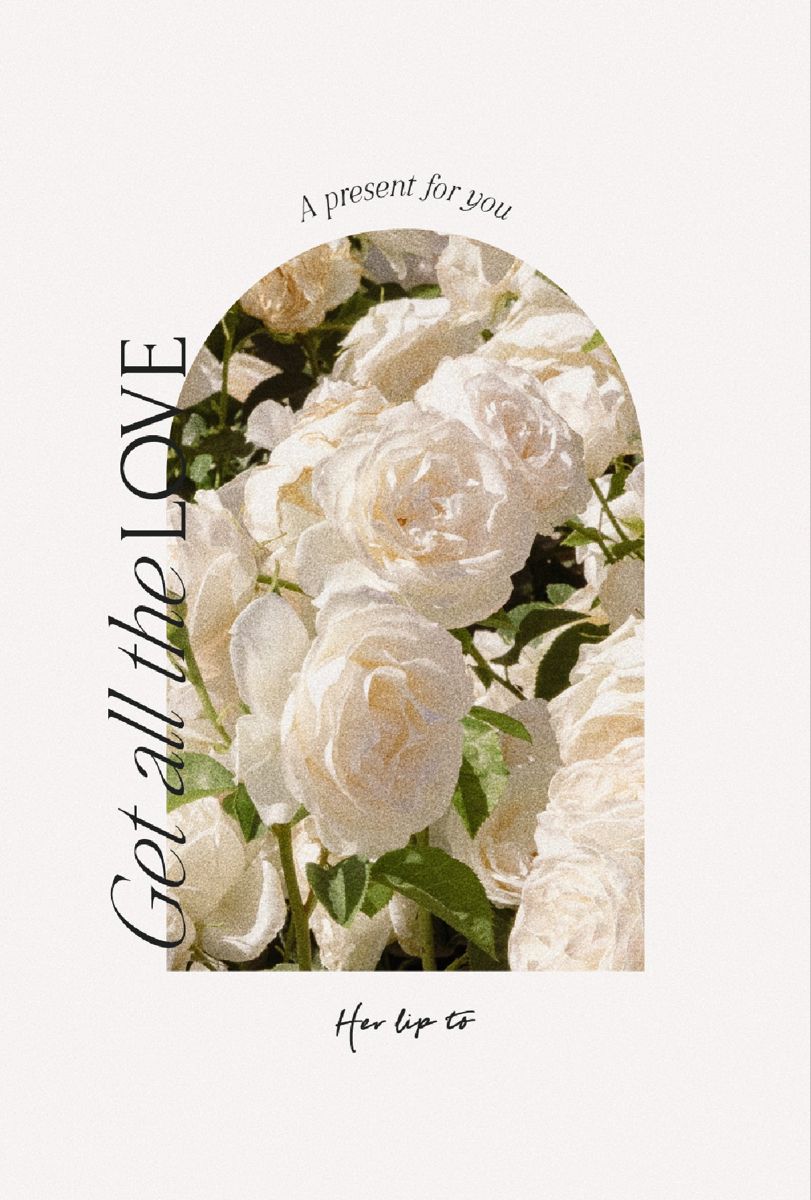 White Rose Greeting Card
