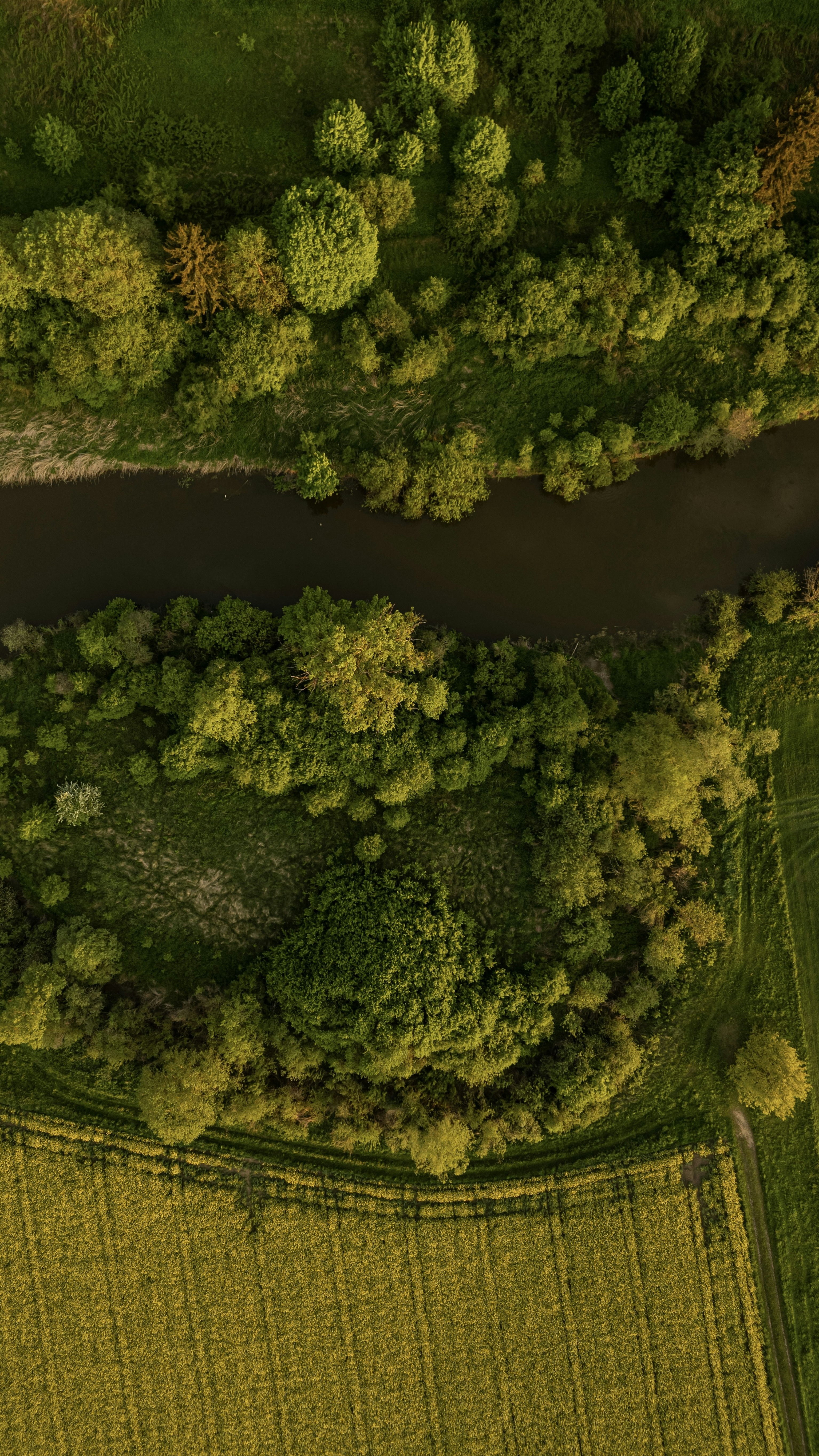 Forest & Flora