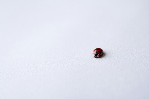 Ladybug on White Textured Paper