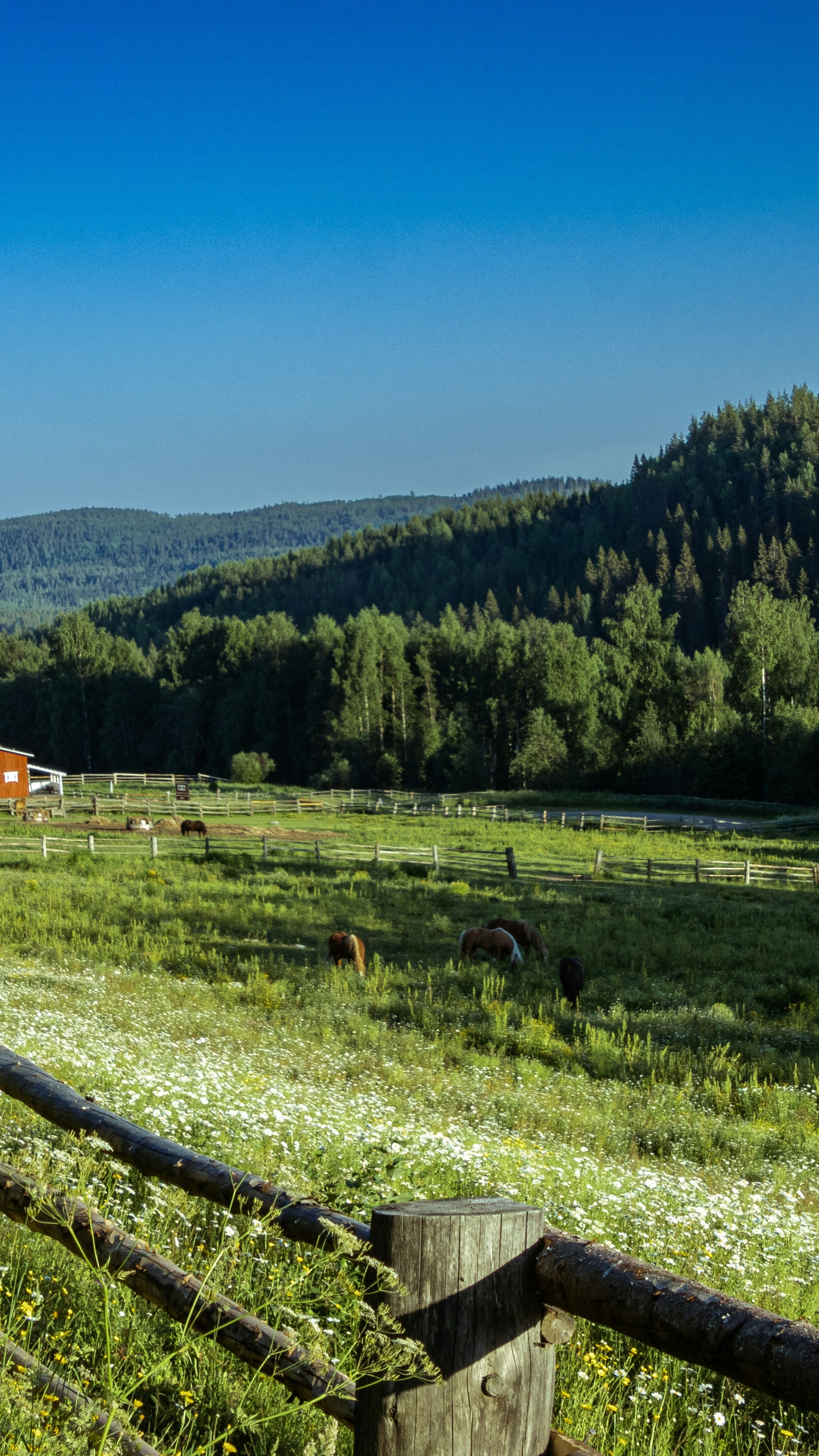 Ranch Pasture with Grazing Horses