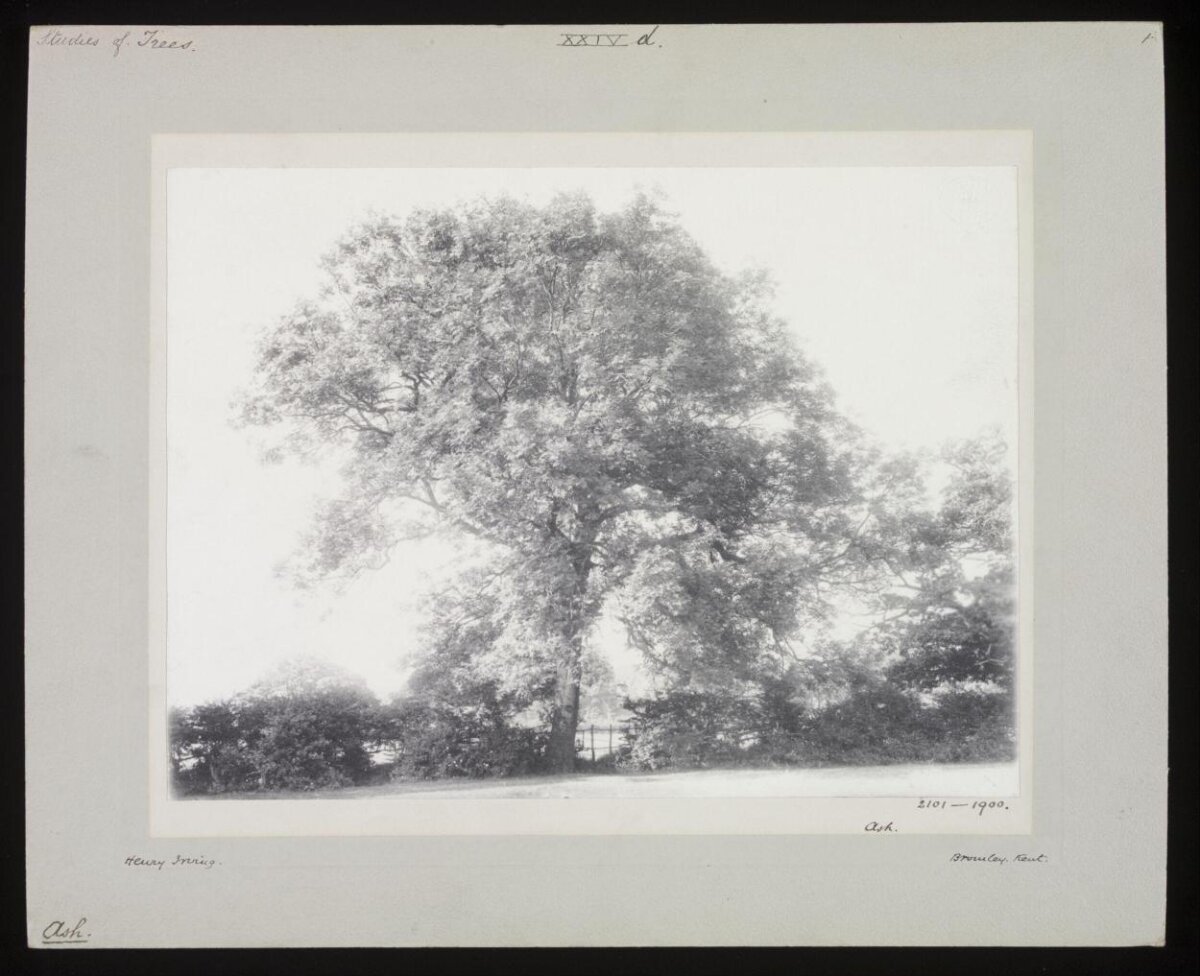 Vintage Photograph of Ash Tree