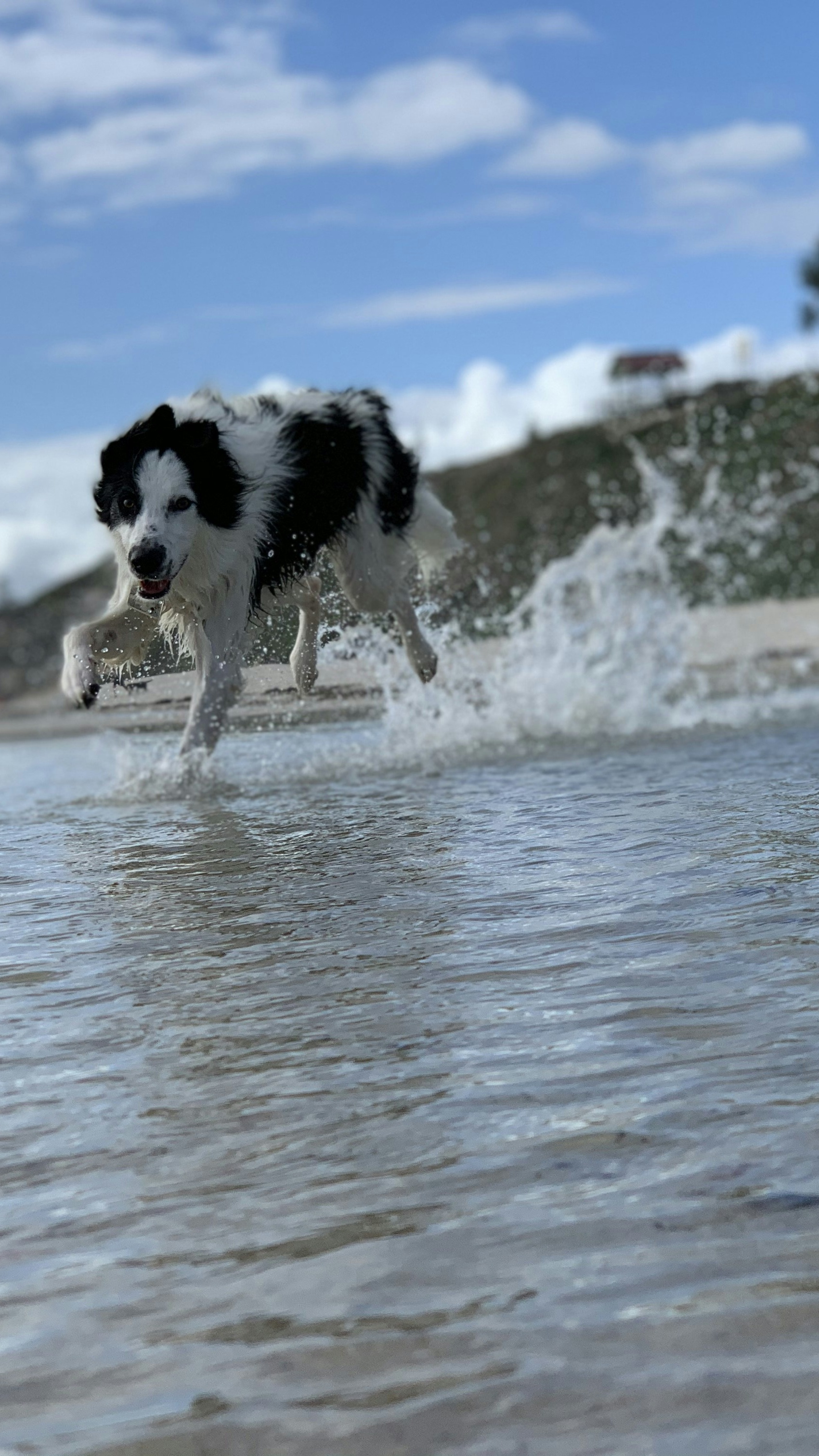 Border Collie Running Through Shallow Water