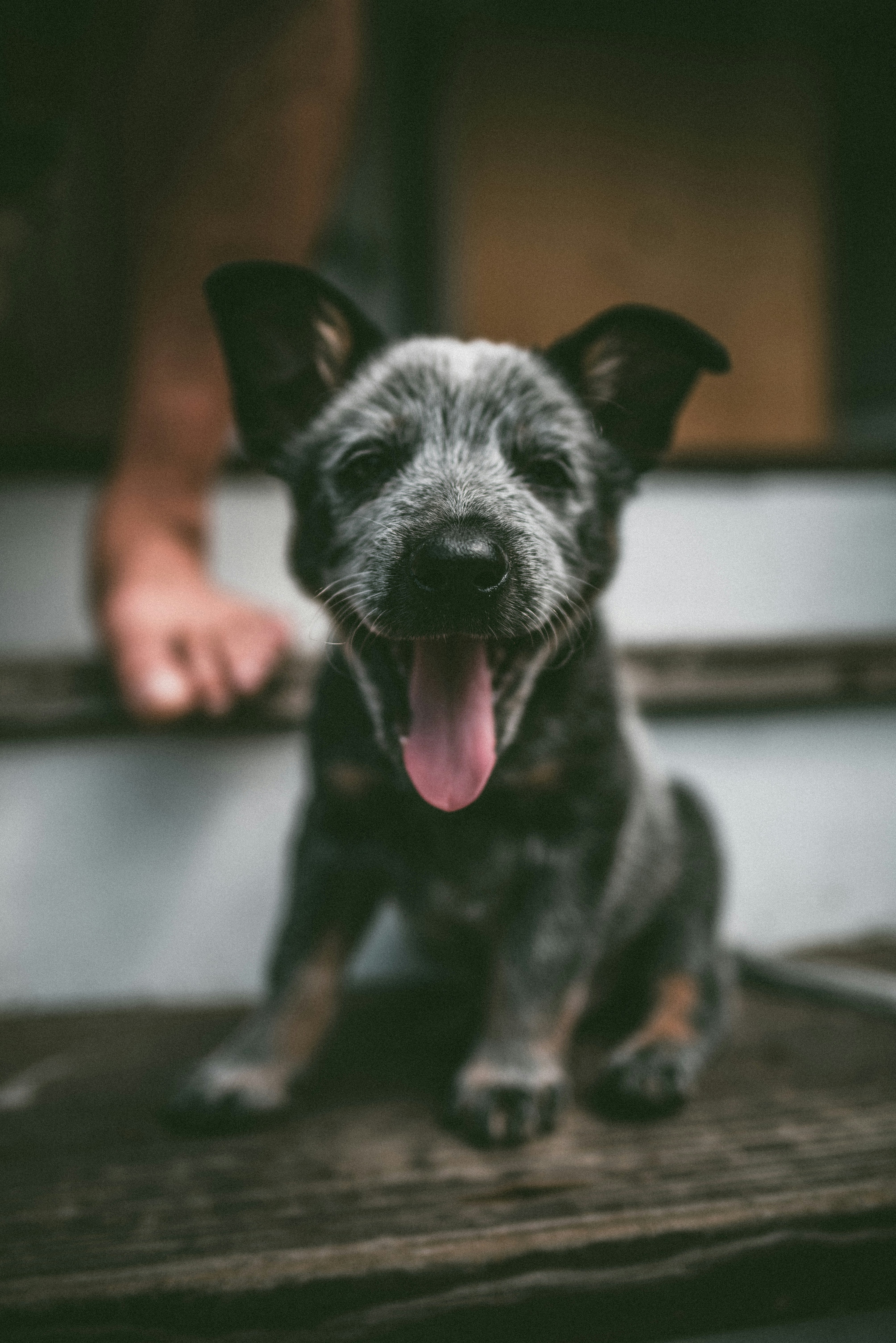 Happy Panting Blue Heeler Puppy