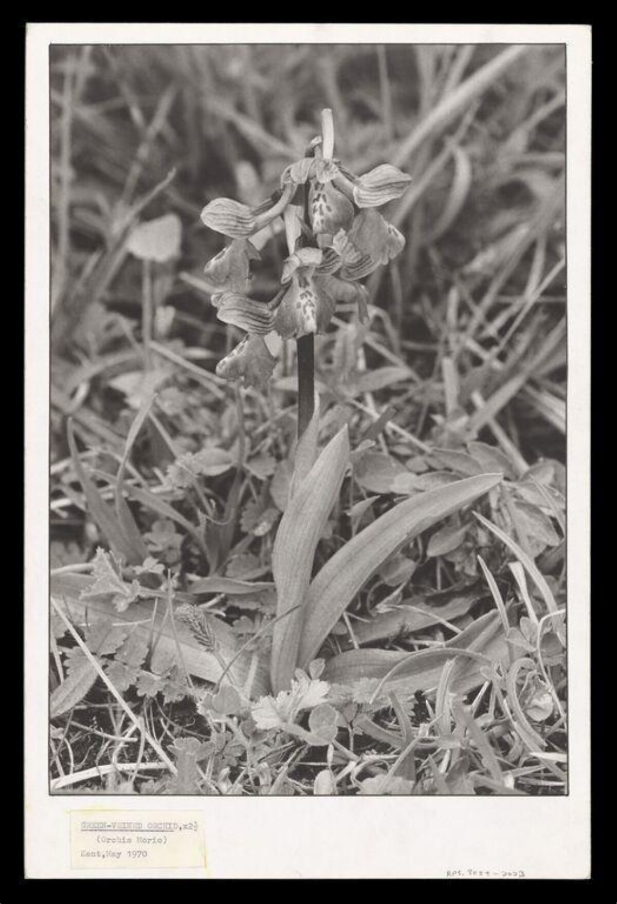 Black and White Photo of Green-winged Orchid