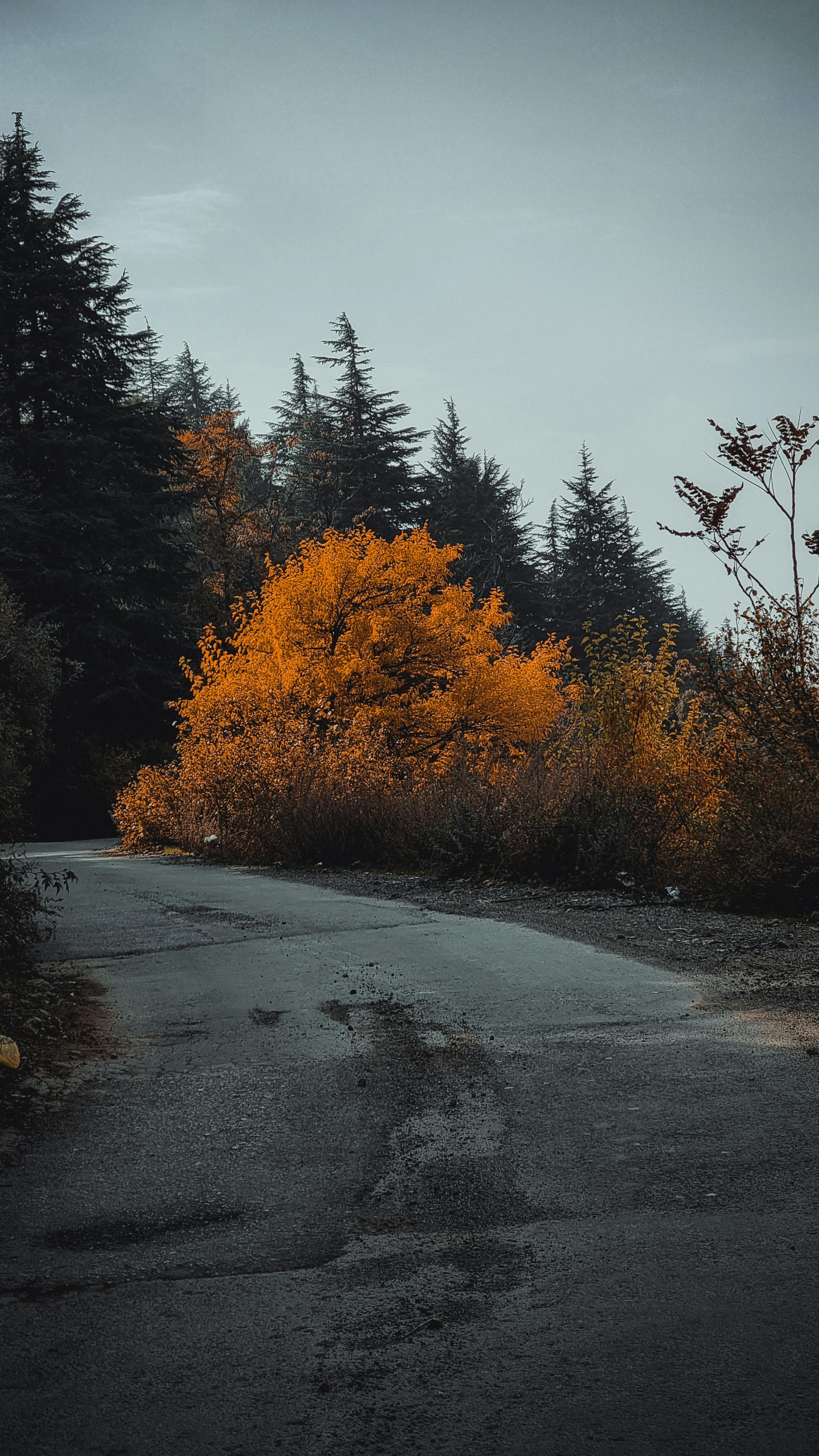 Wallpapers