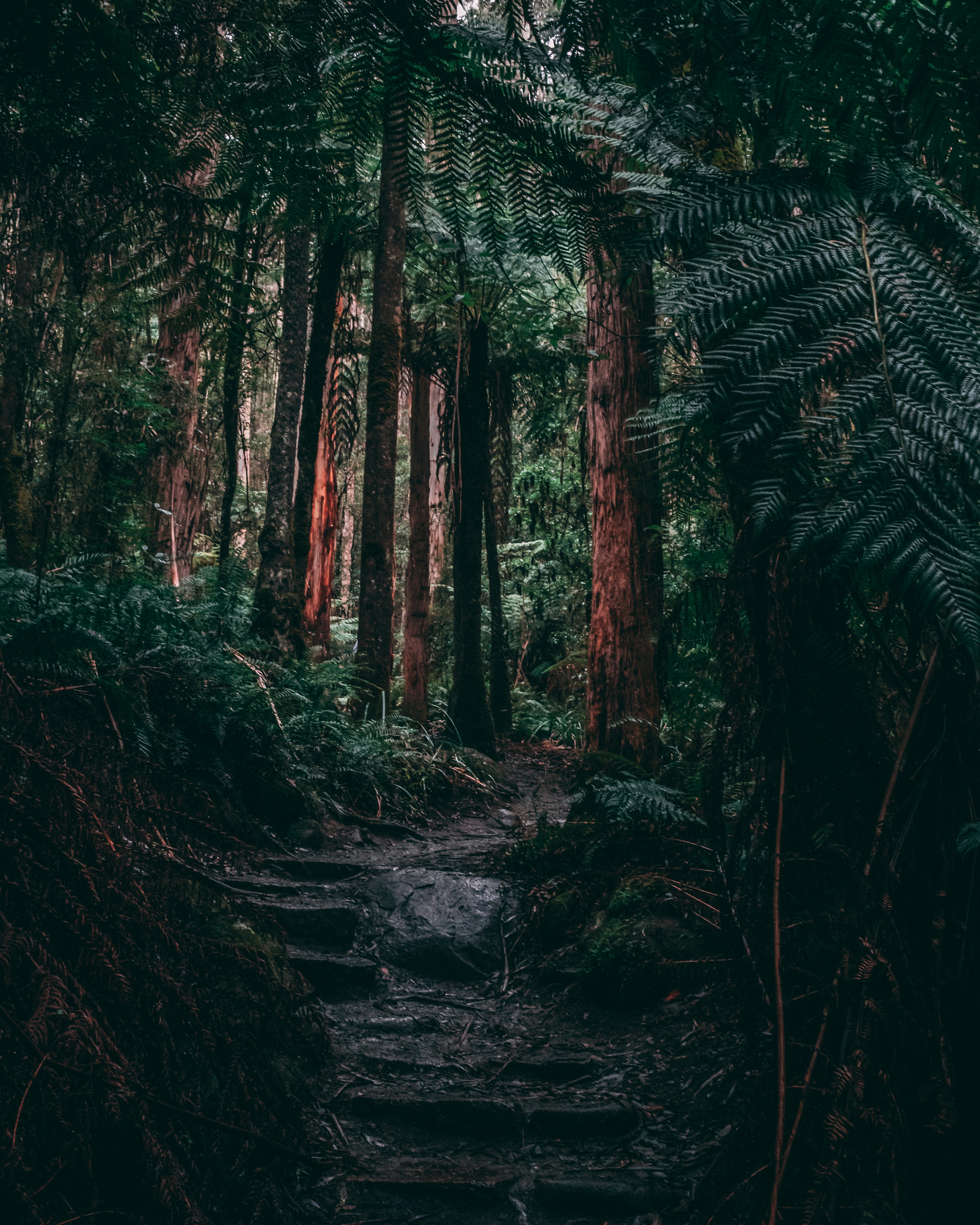 Dense Forest Hiking Trail