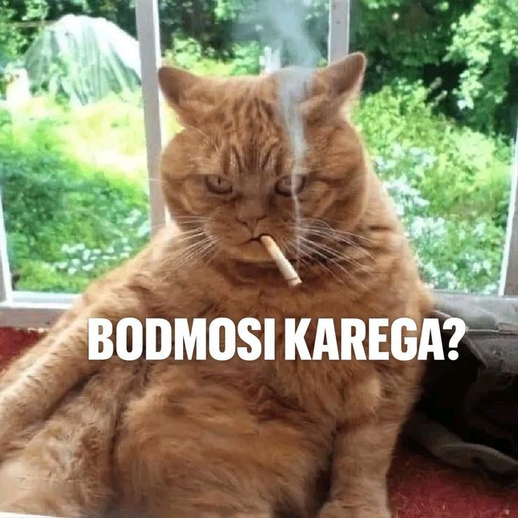Grumpy Orange Cat Smoking Meme