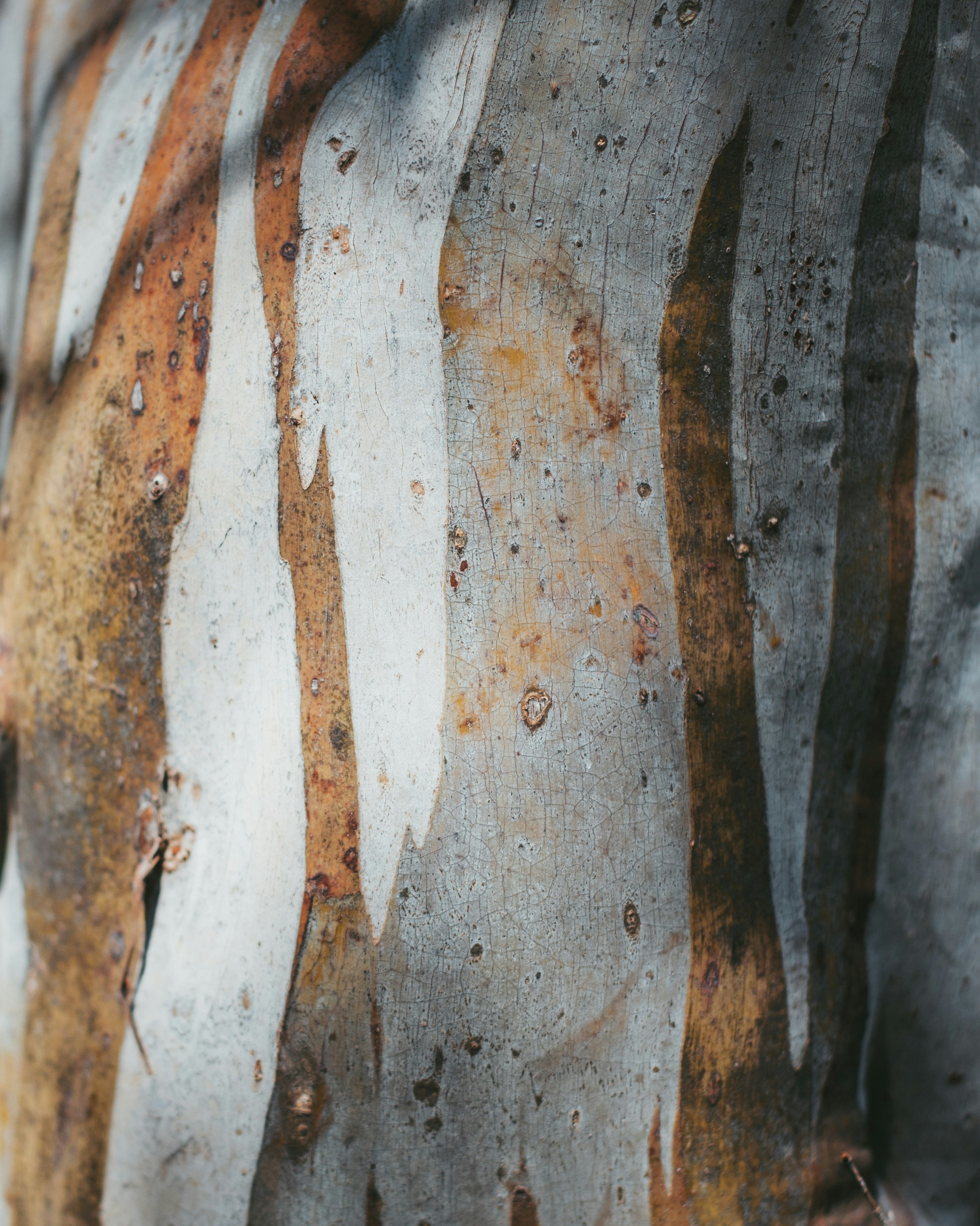 Close-up of Eucalyptus Tree Bark