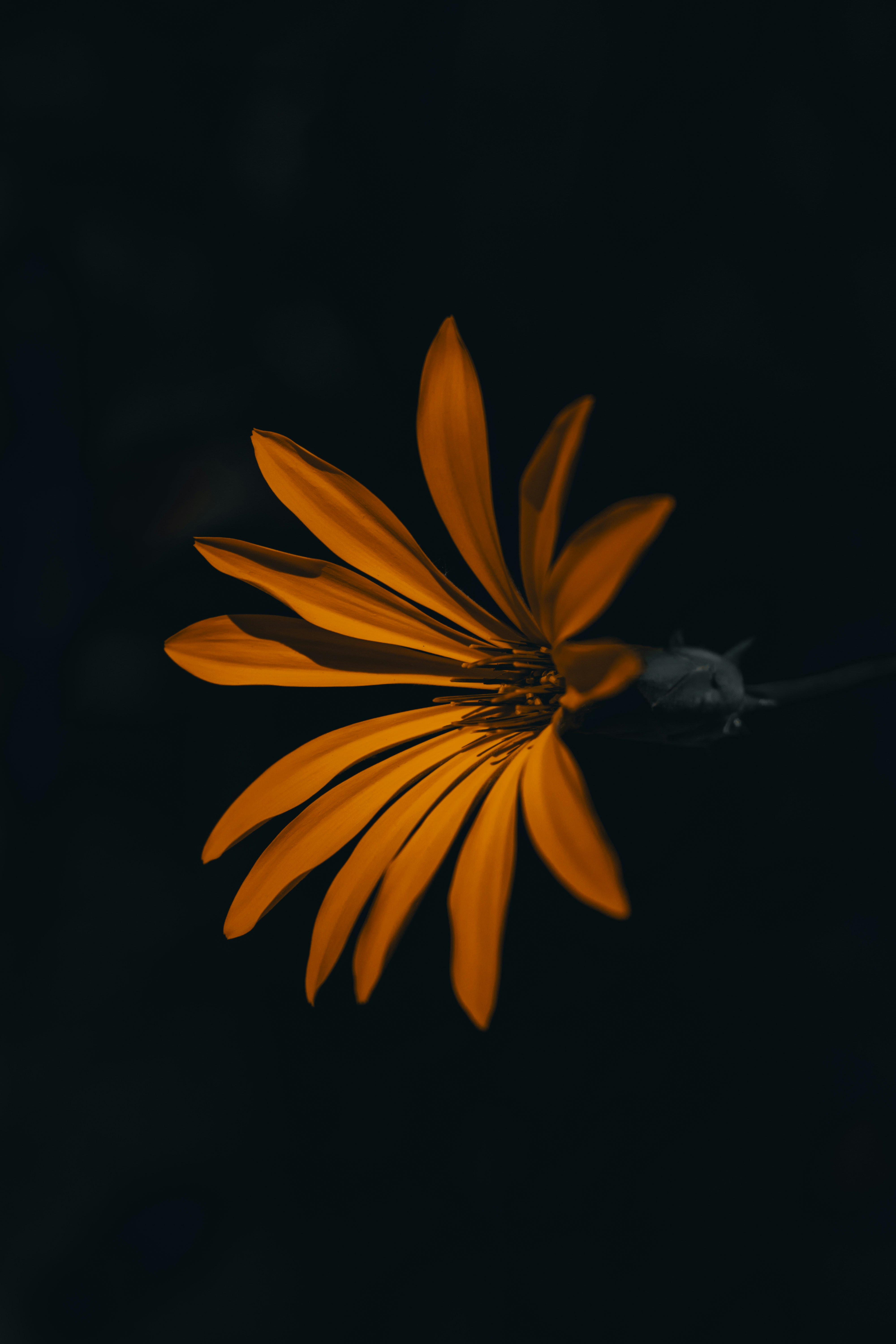 Orange Flower Against Dark Background