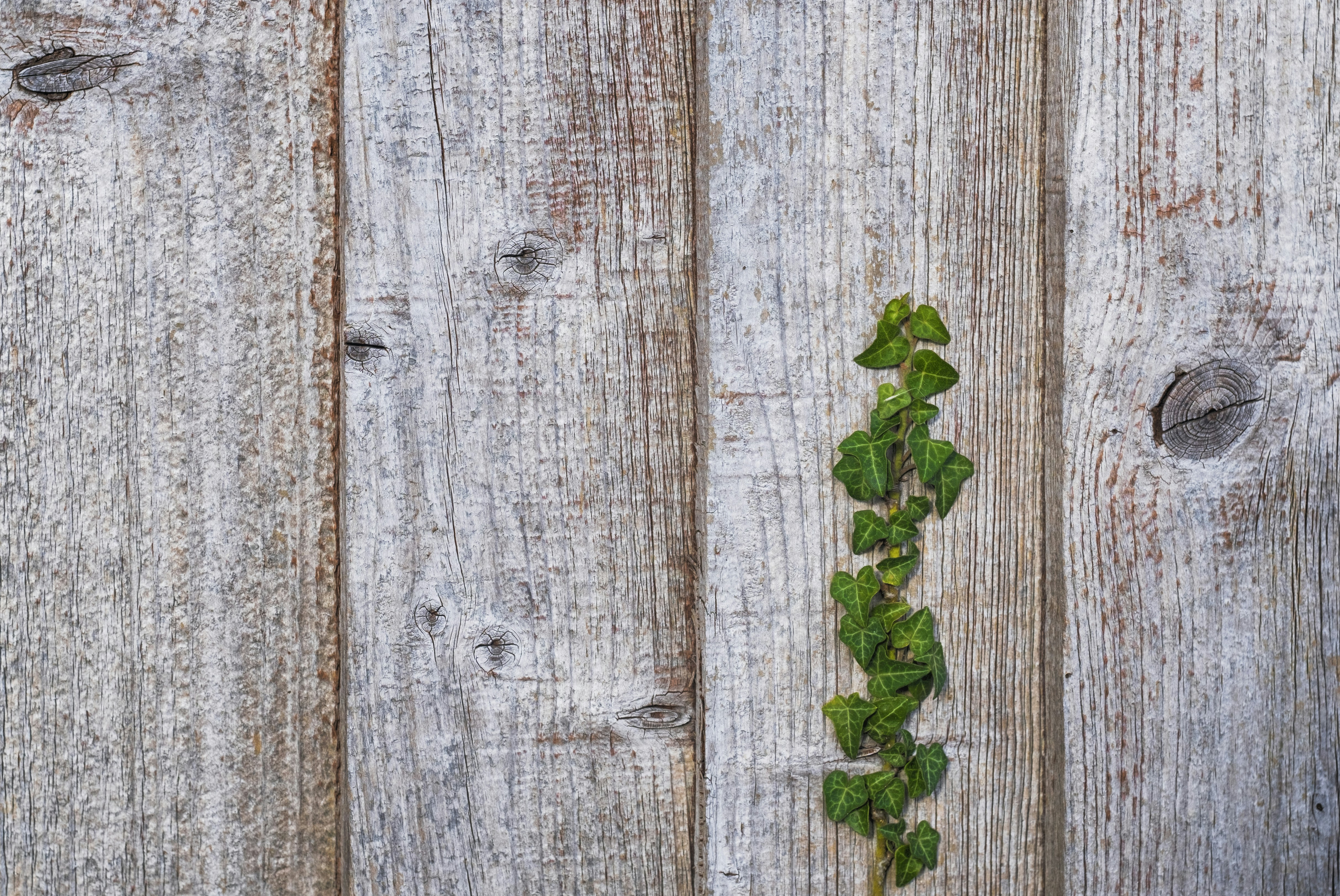 Ivy Growing on Weathered Wooden Planks